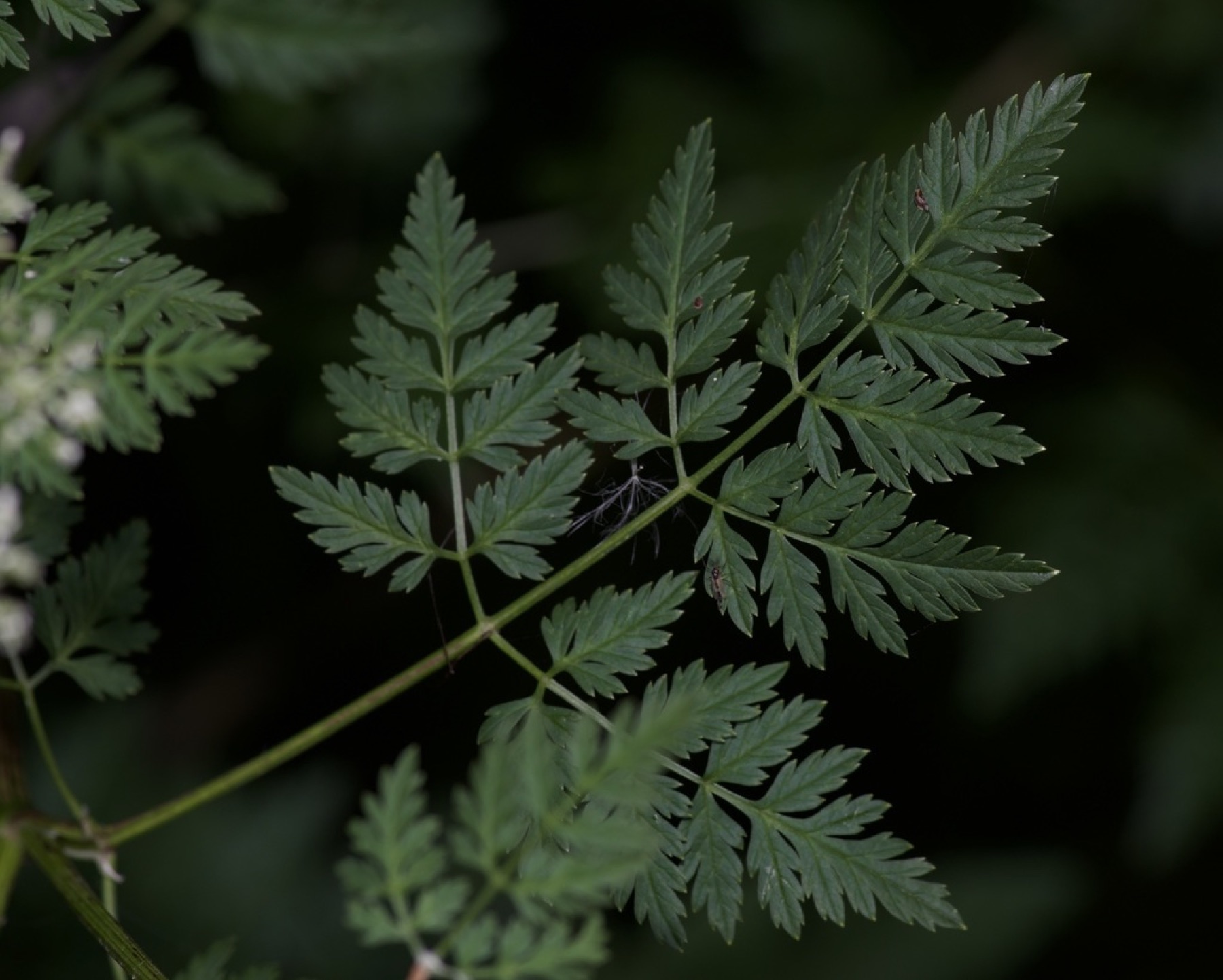 Poison Hemlock — photo 4