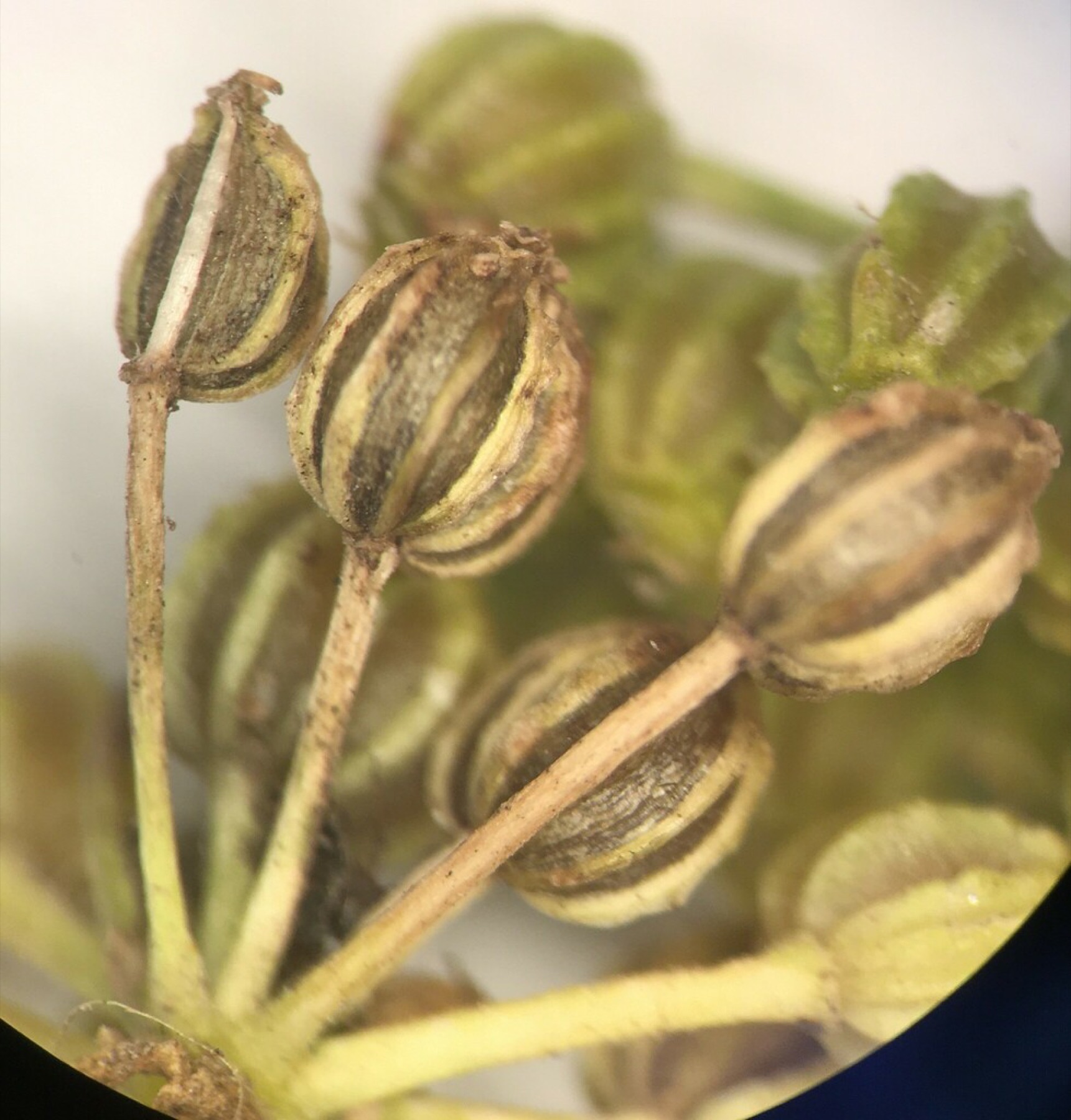 Poison Hemlock — photo 5