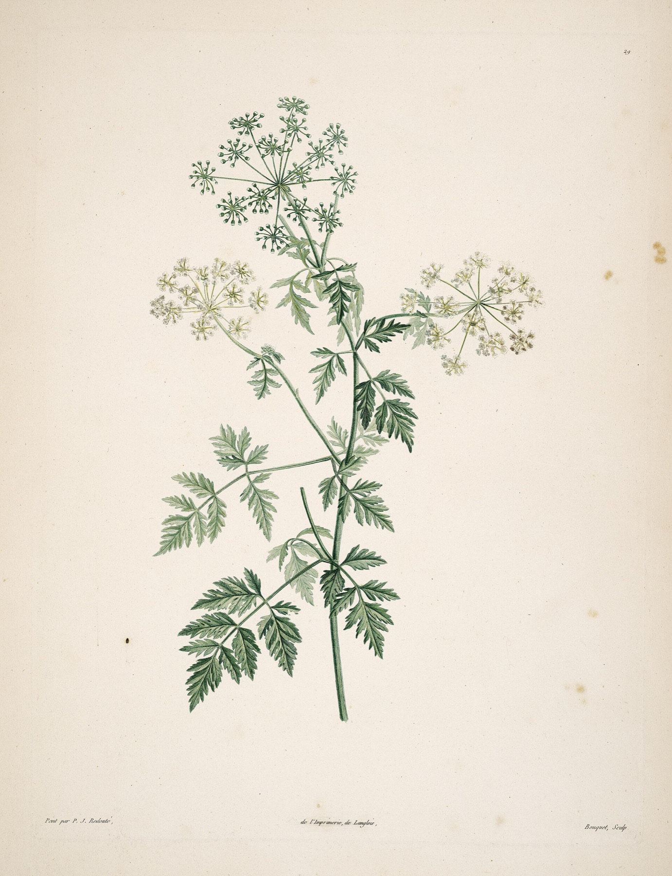 Poison Hemlock — photo 6