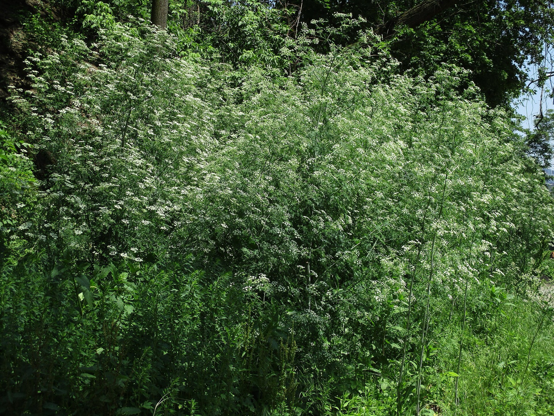 Poison Hemlock — photo 7