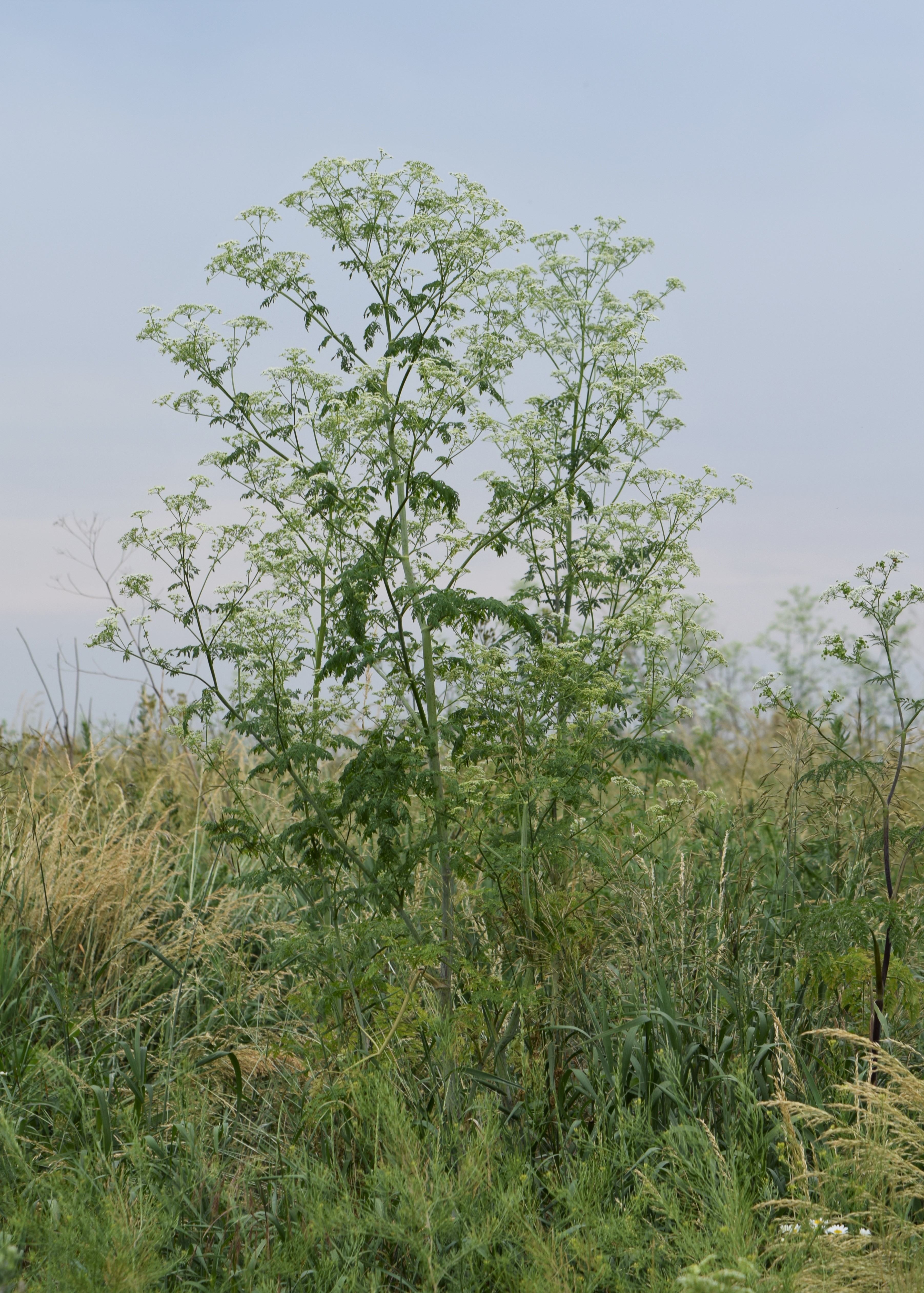 Poison Hemlock — photo 2