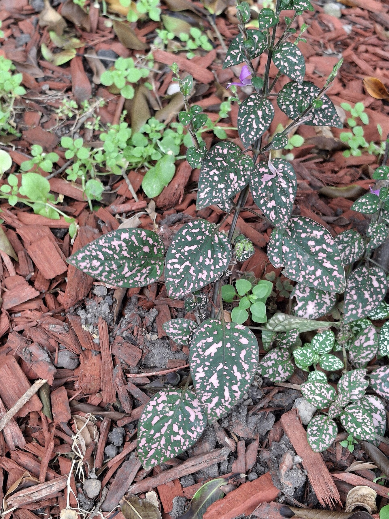 Polka Dot Plant — photo 6