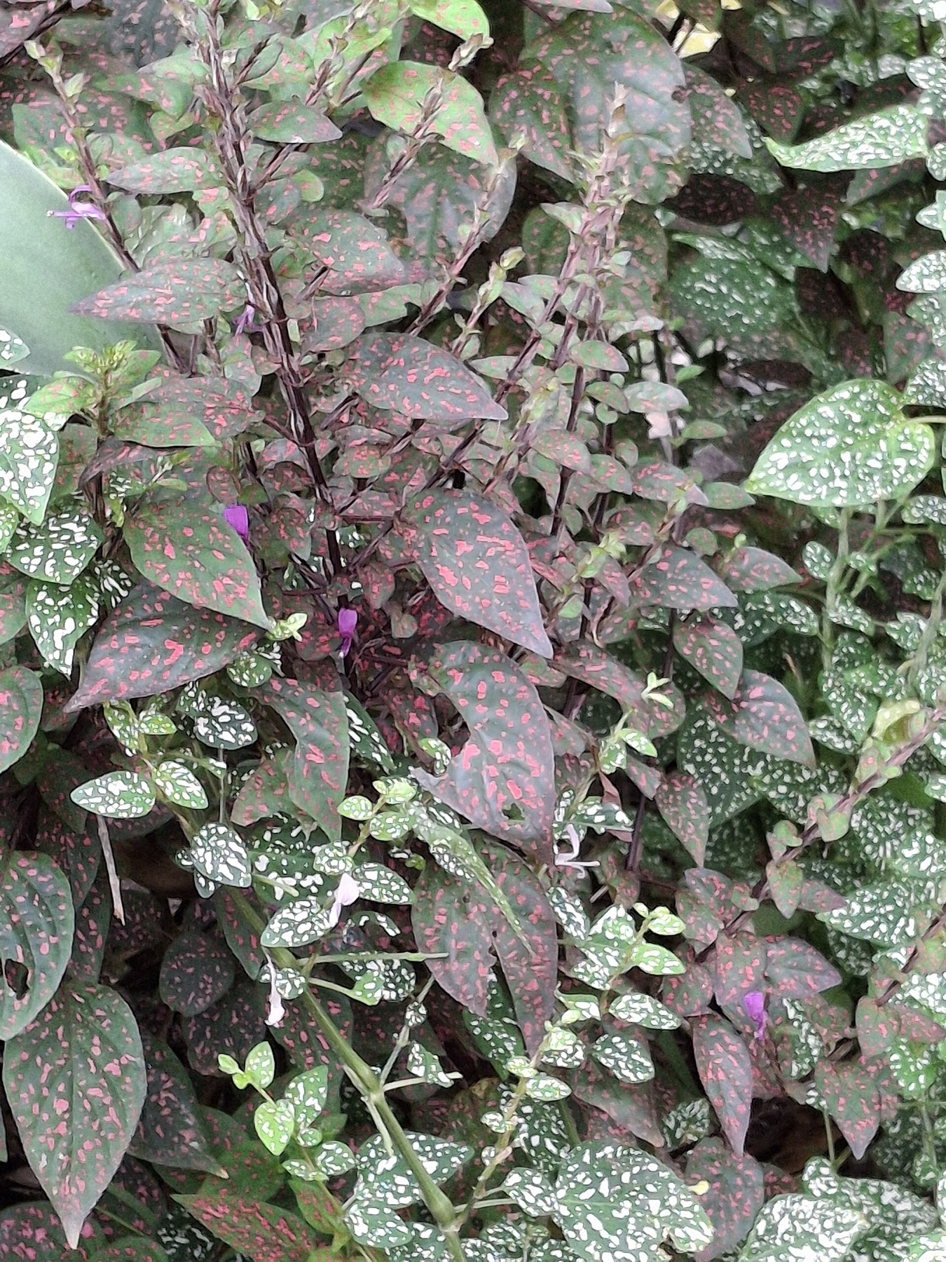Polka Dot Plant — photo 7