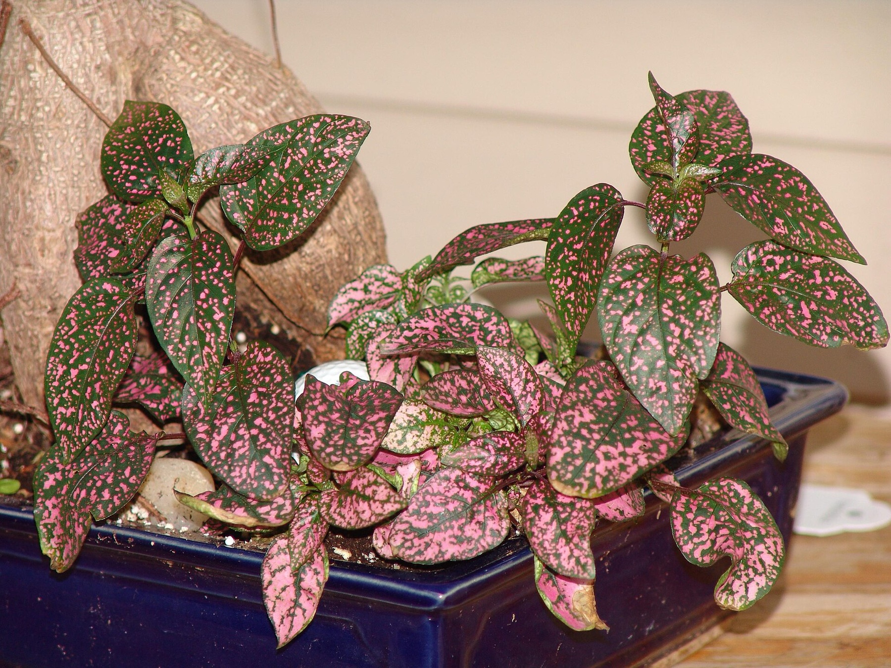 Polka Dot Plant — photo 9