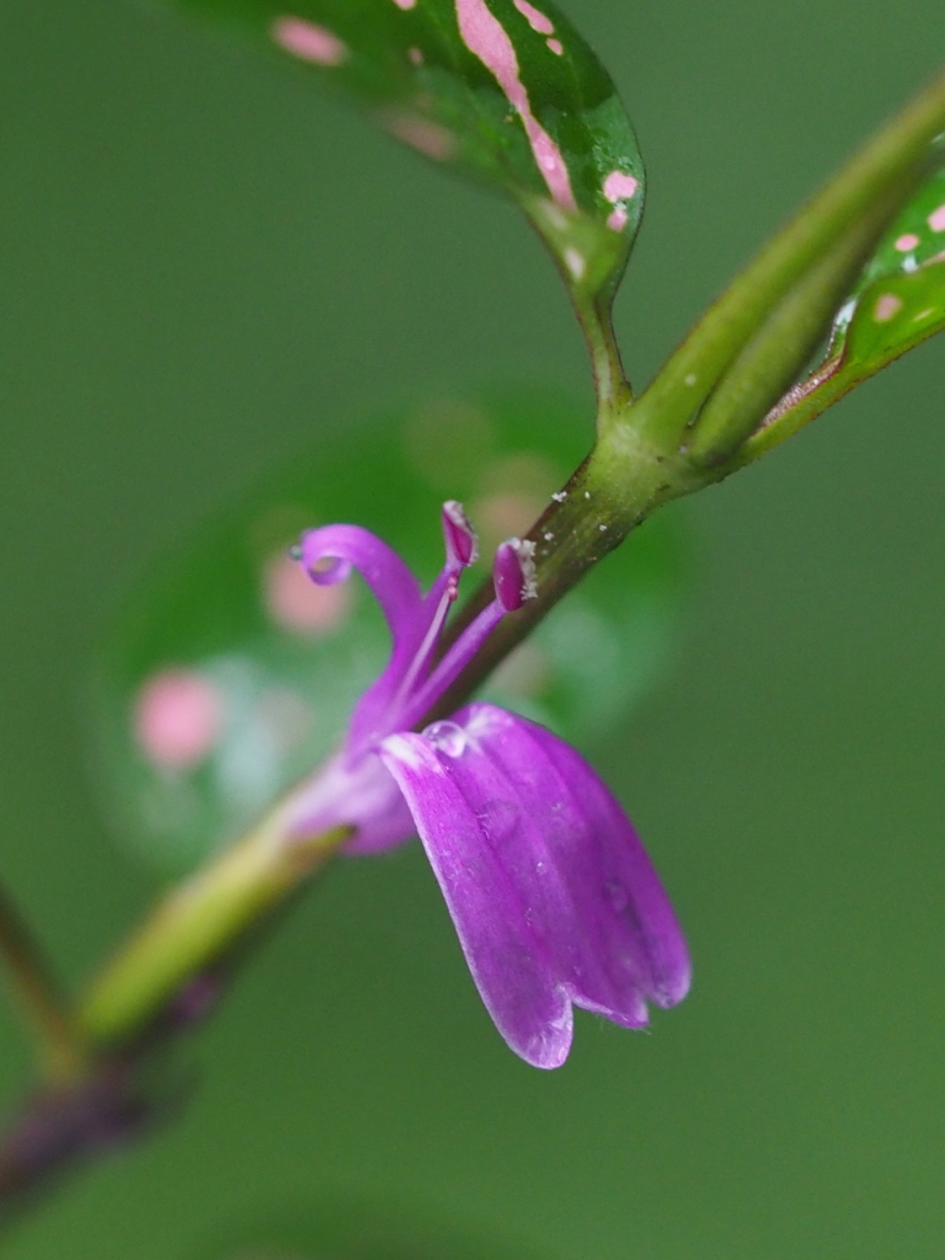 Polka Dot Plant — photo 11