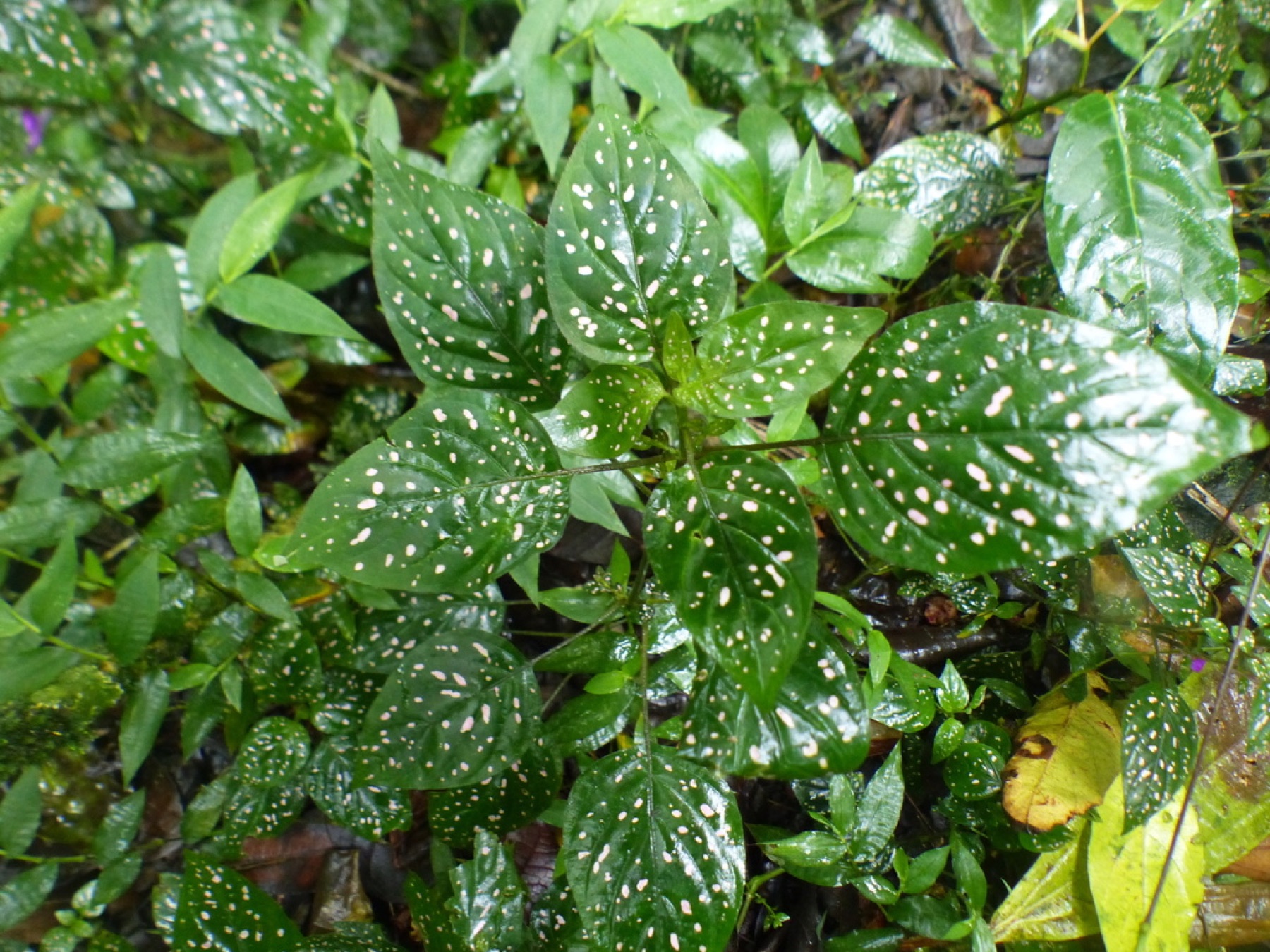 Polka Dot Plant — photo 12