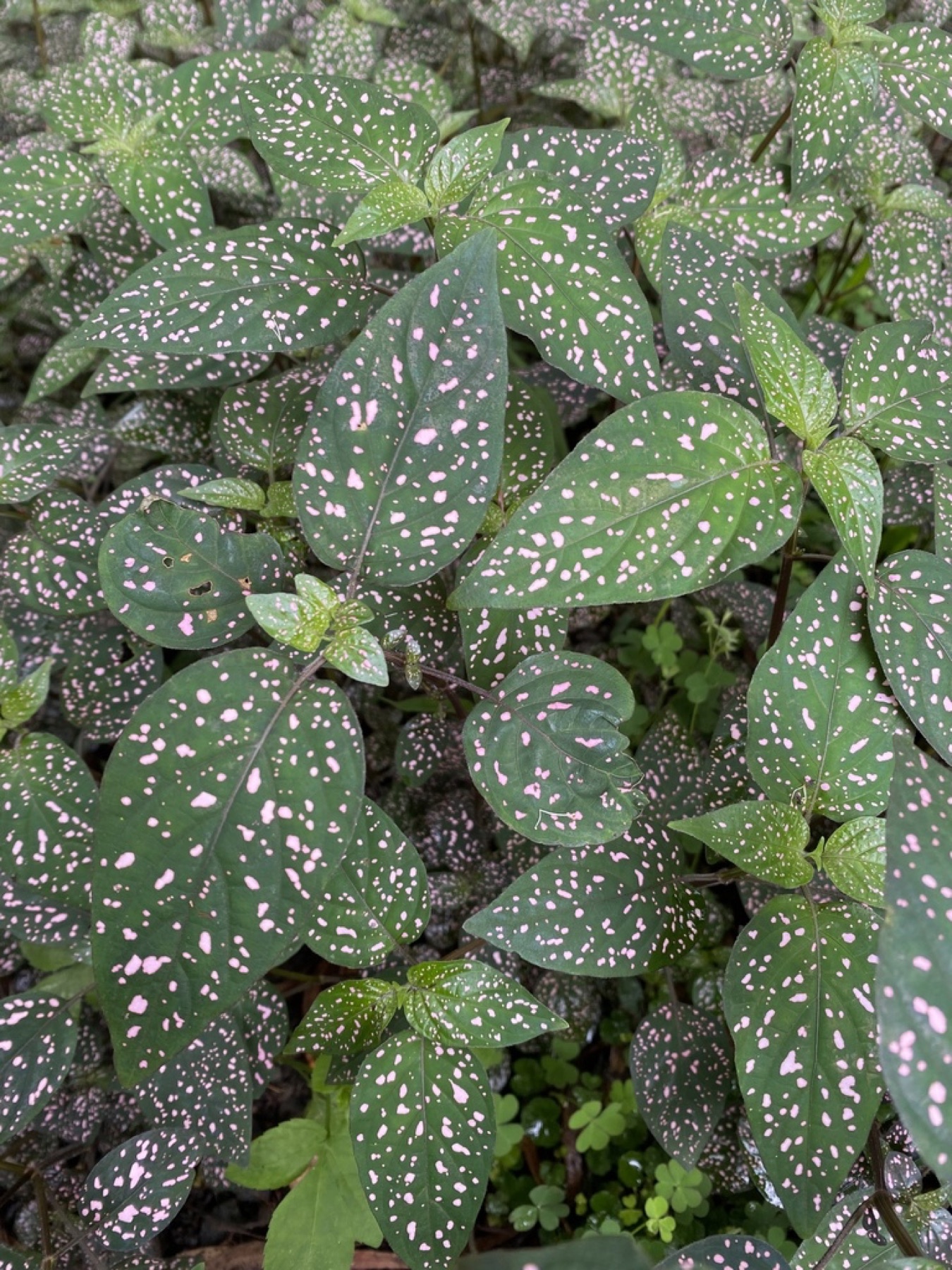 Polka Dot Plant — photo 13