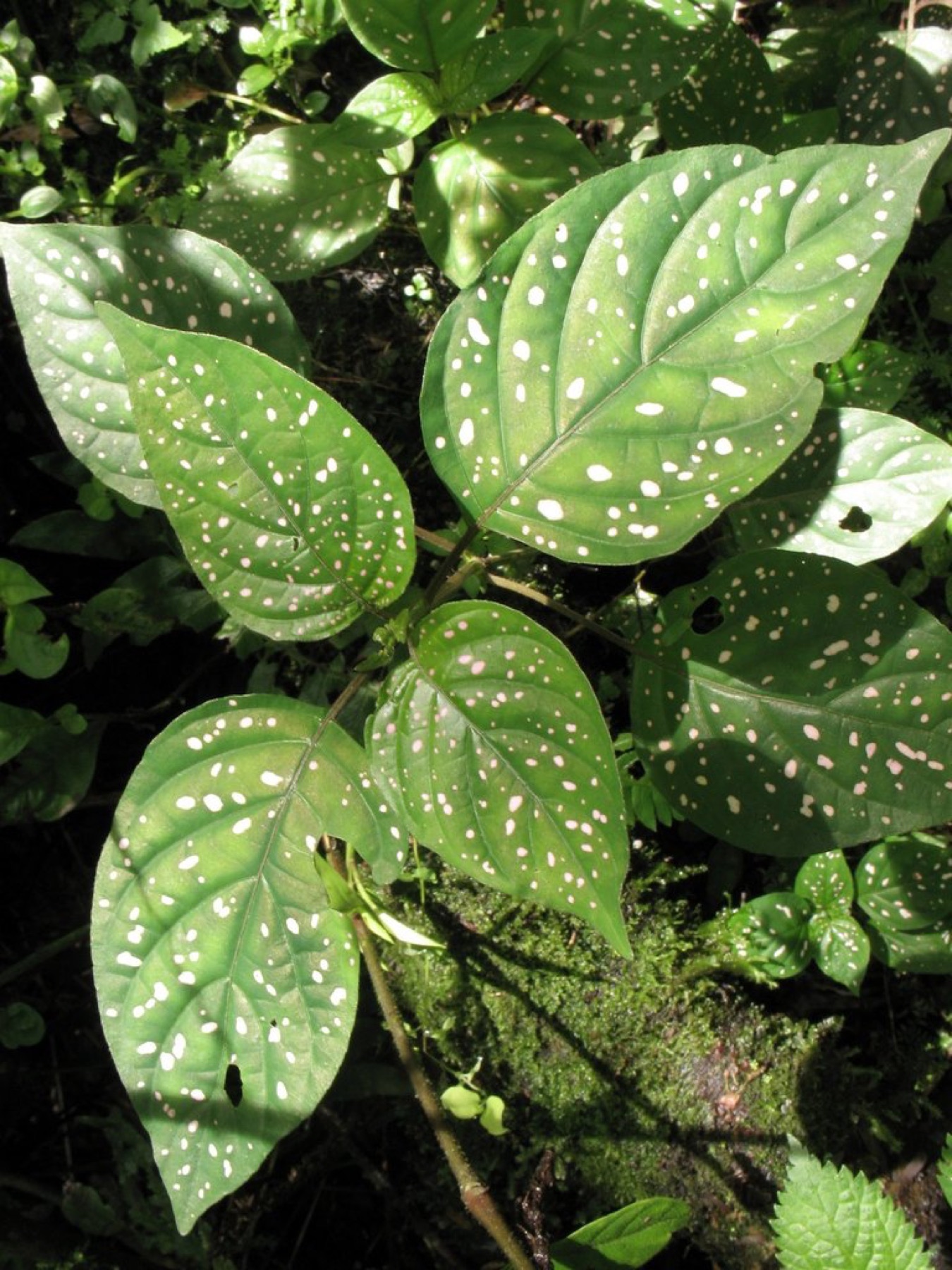 Polka Dot Plant — photo 14