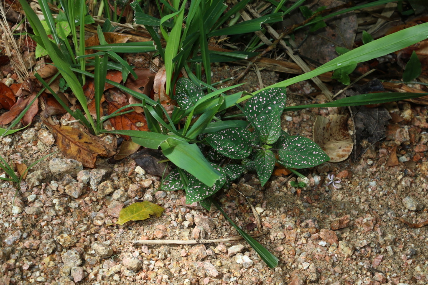 Polka Dot Plant — photo 15