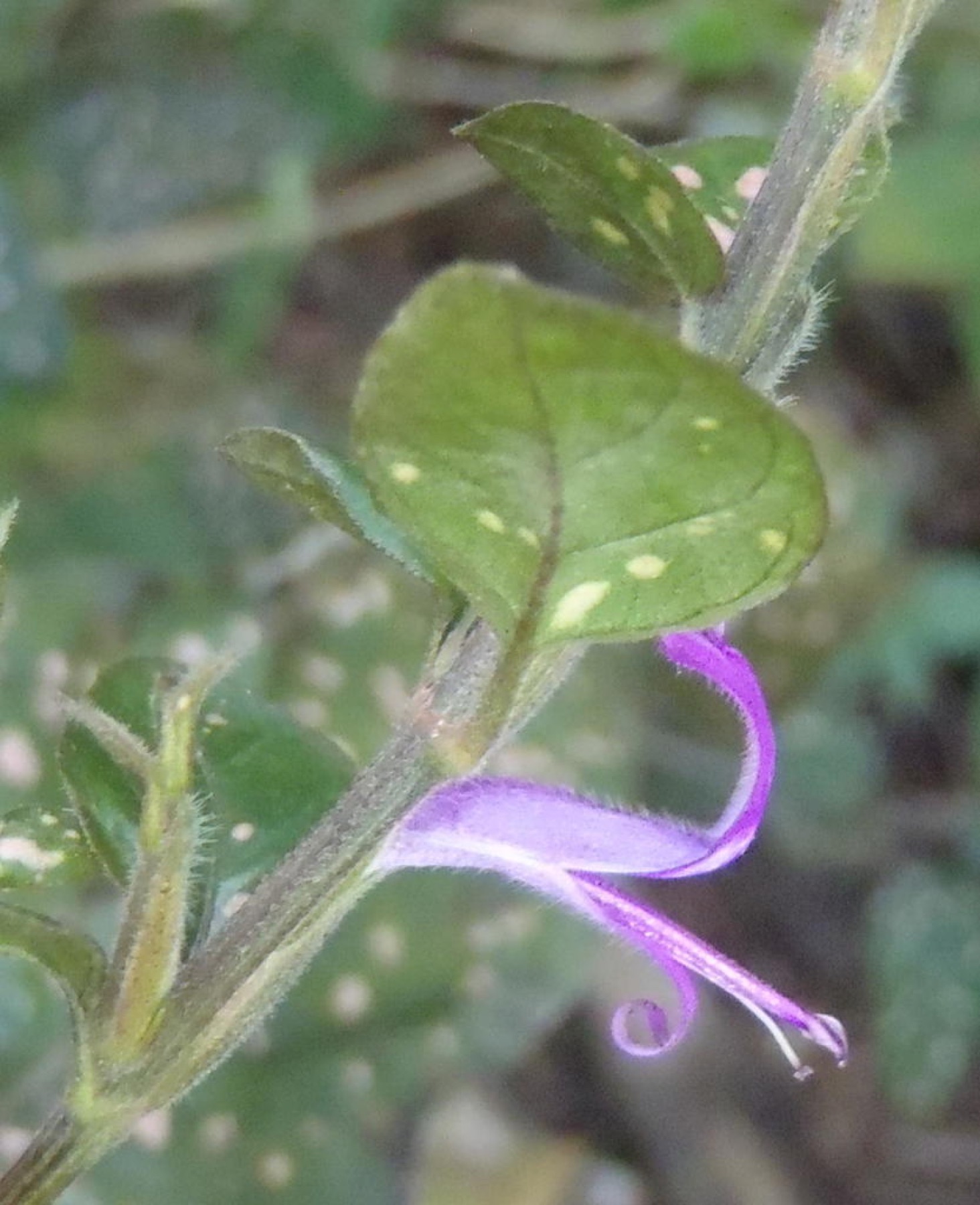 Polka Dot Plant — photo 16