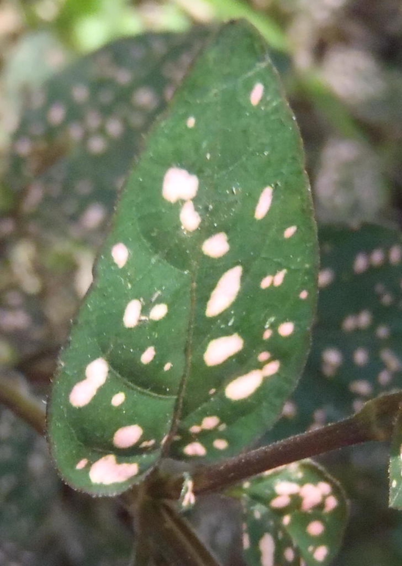 Polka Dot Plant — photo 17