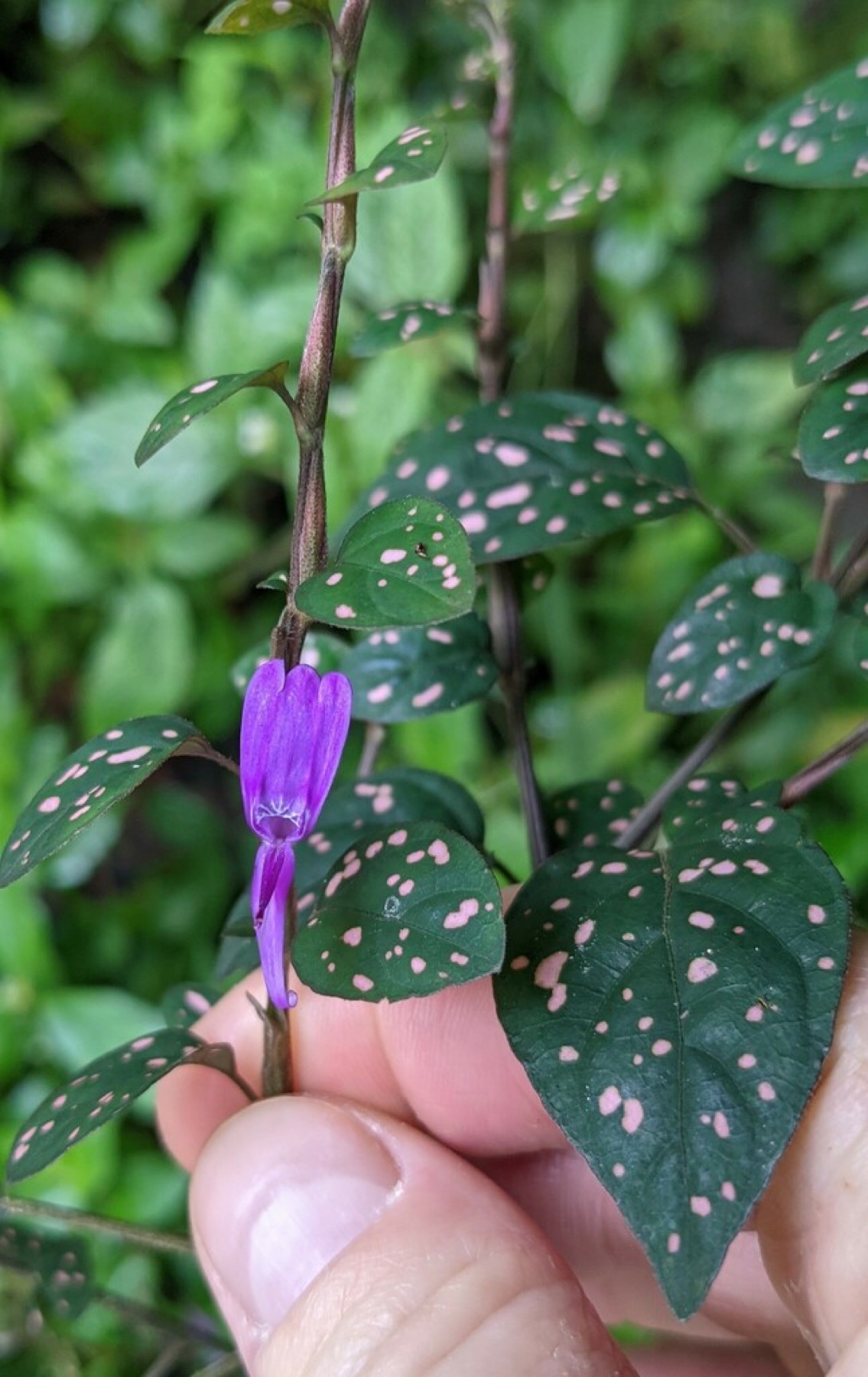 Polka Dot Plant — photo 18