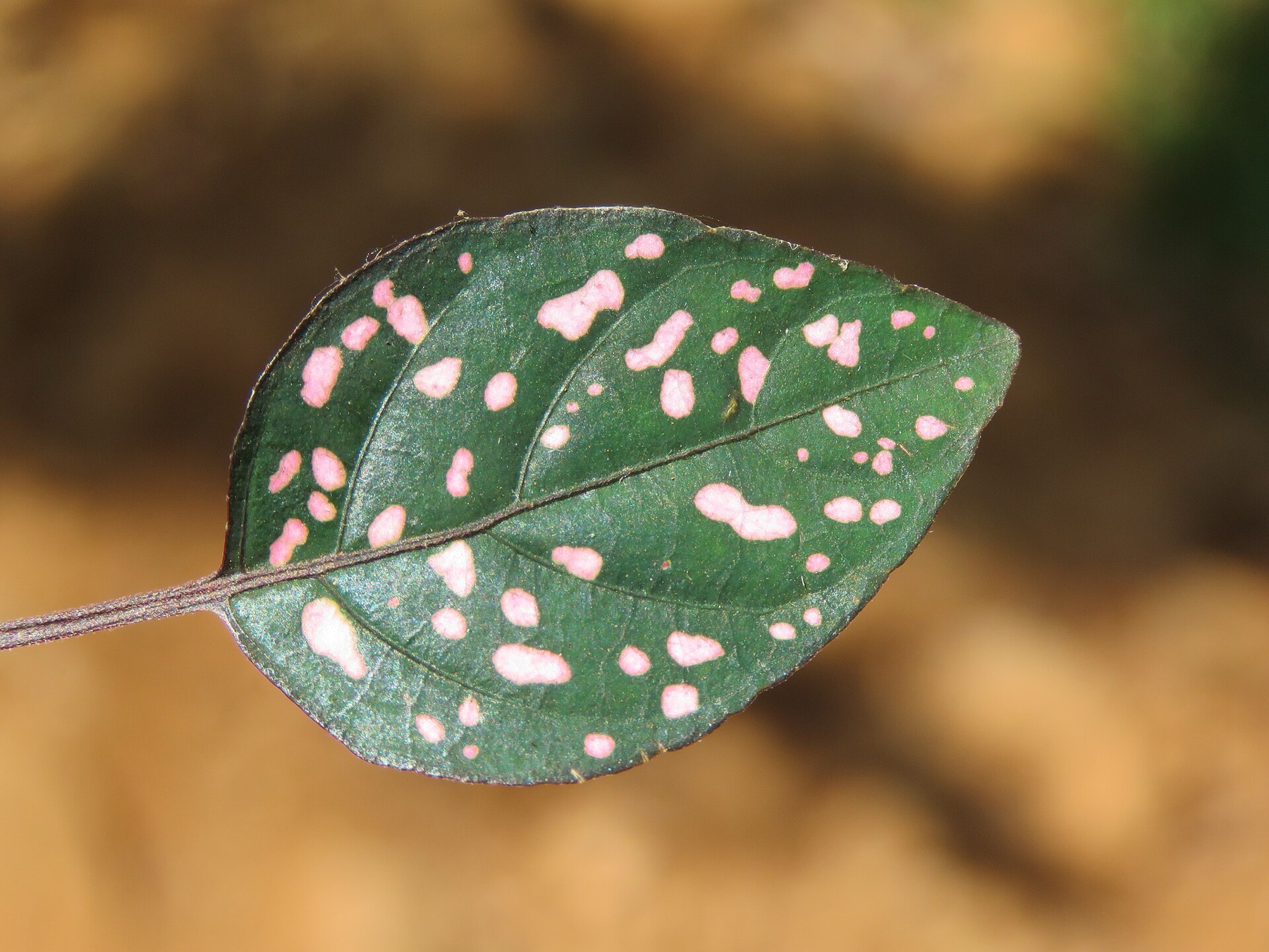 Polka Dot Plant — photo 20