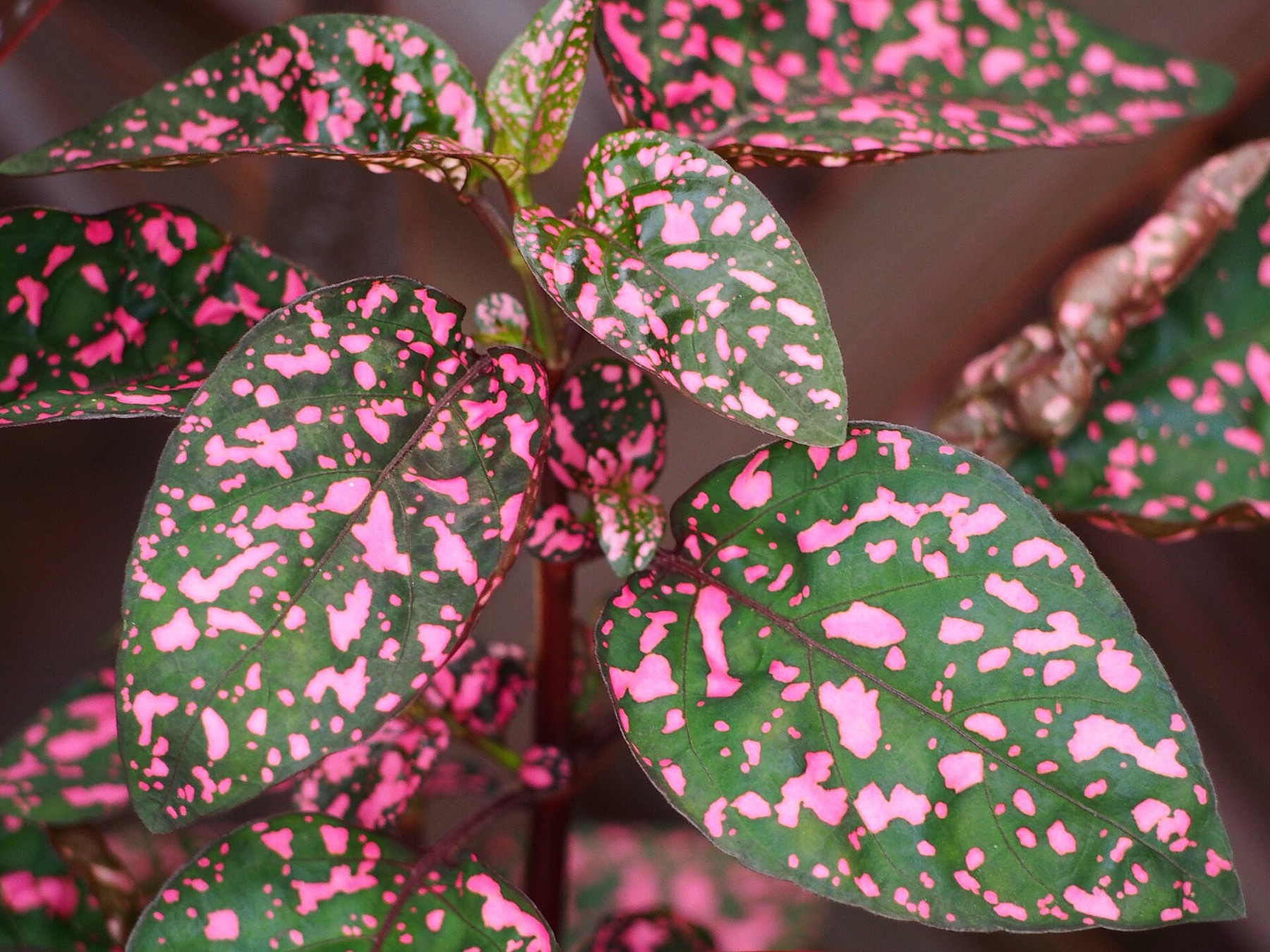 Polka Dot Plant — photo 21
