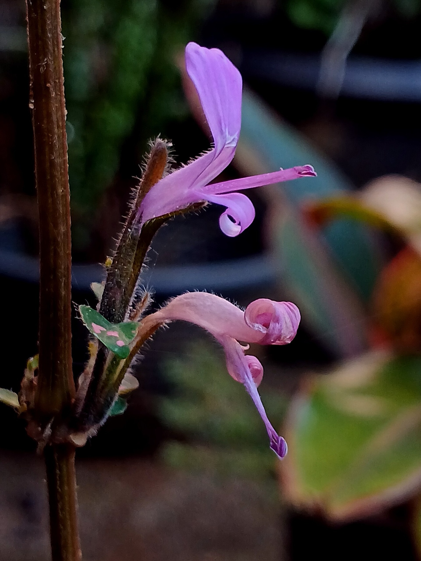 Polka Dot Plant — photo 22