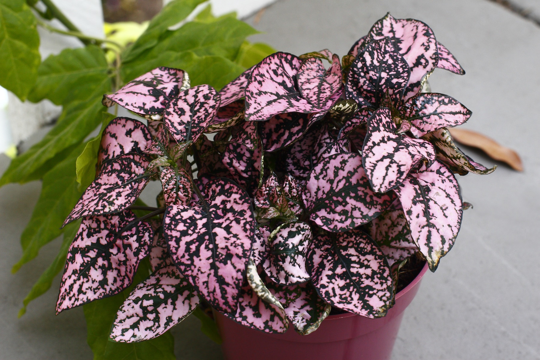 Polka Dot Plant — photo 24