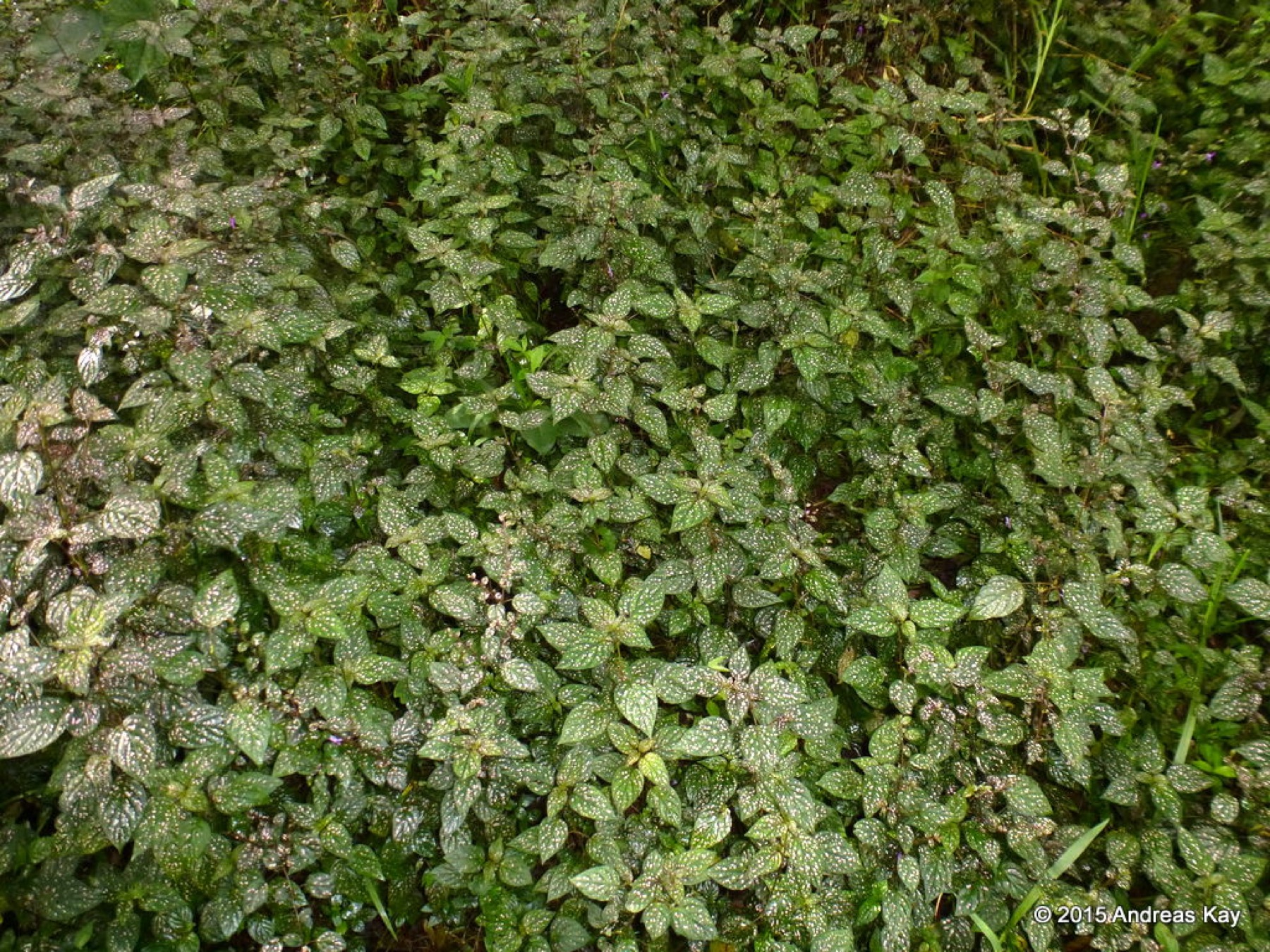 Polka Dot Plant — photo 1