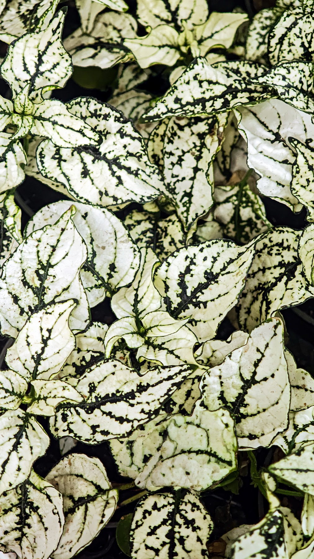 Polka Dot Plant — photo 2