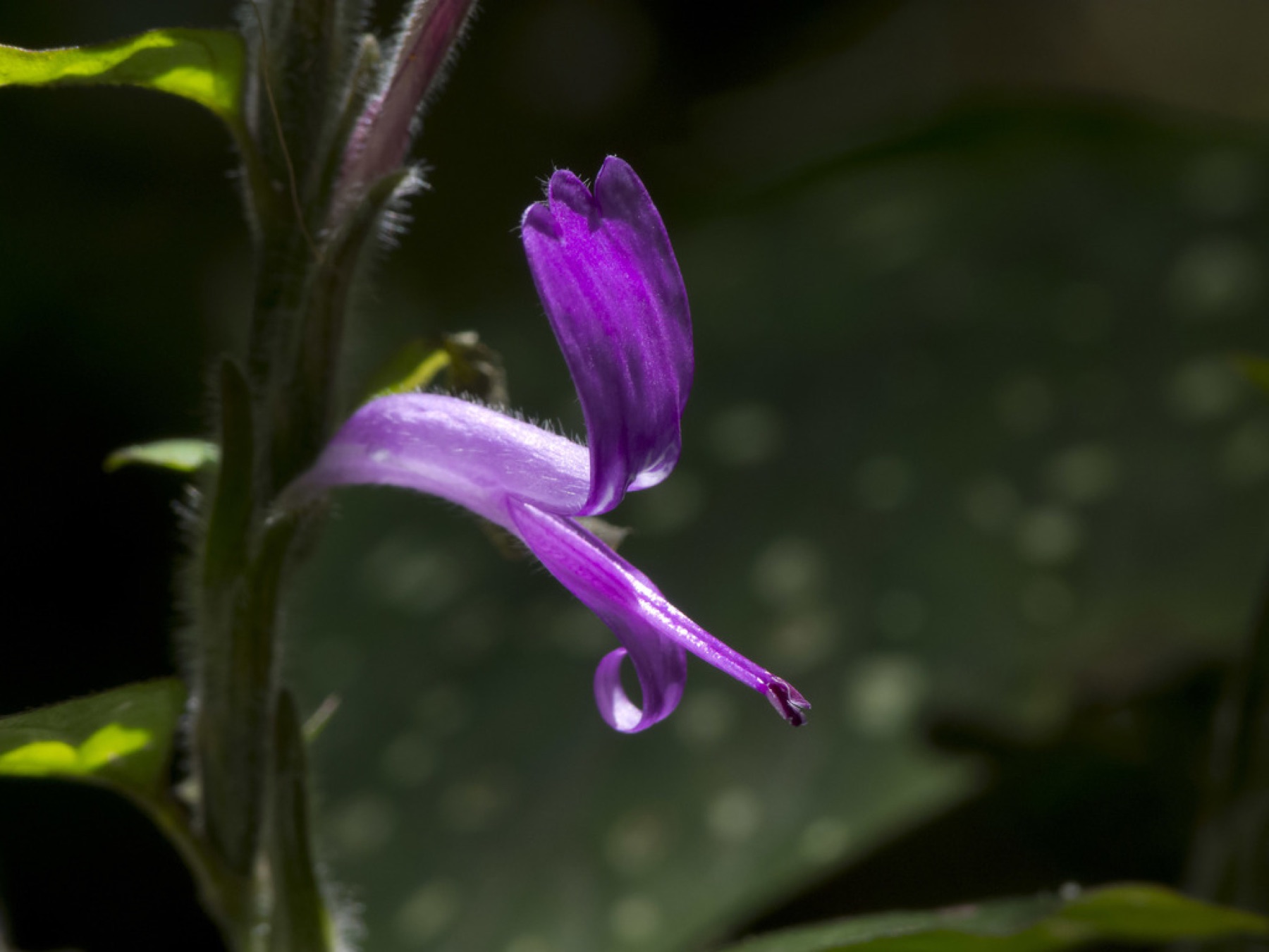 Polka Dot Plant — photo 3