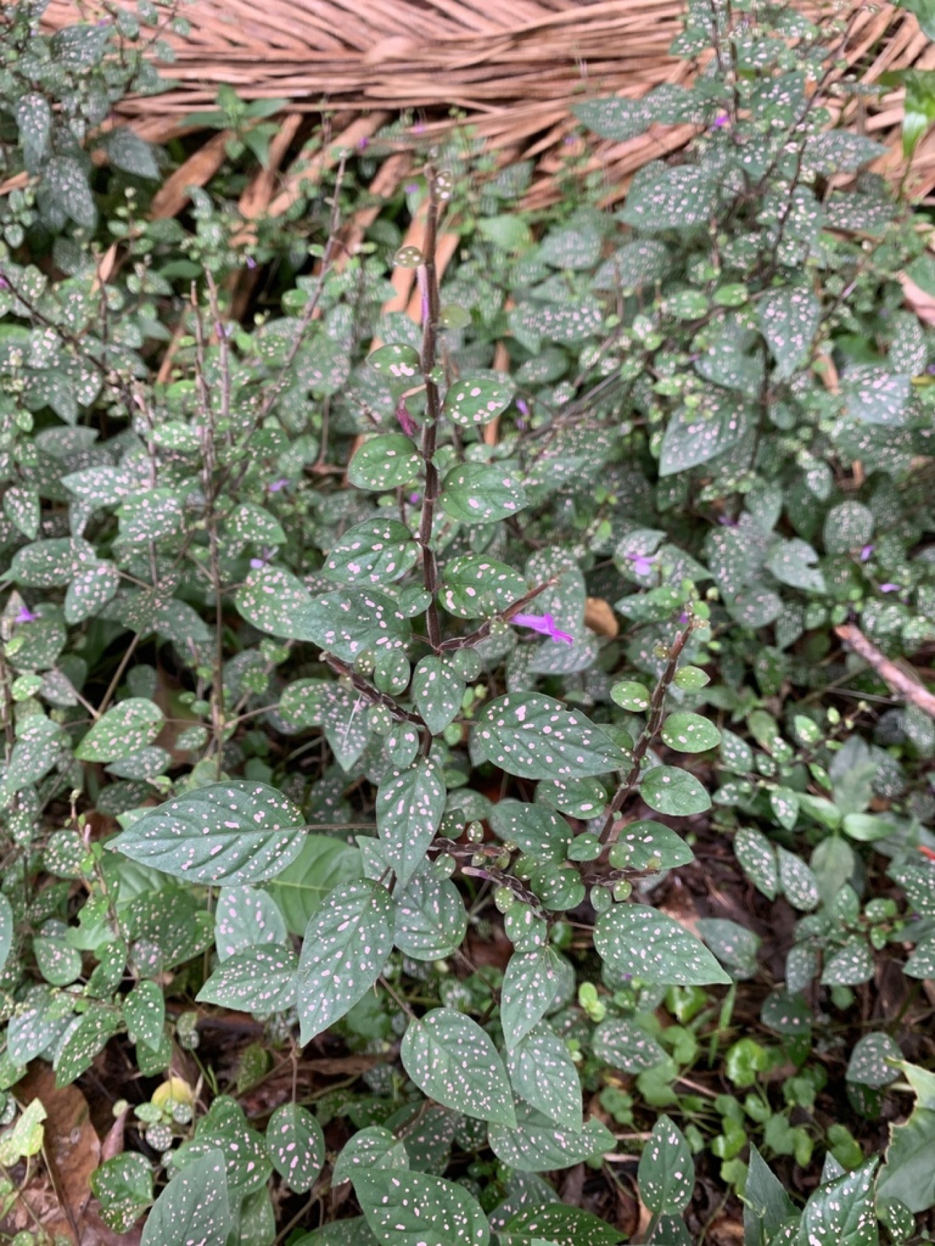 Polka Dot Plant — photo 4