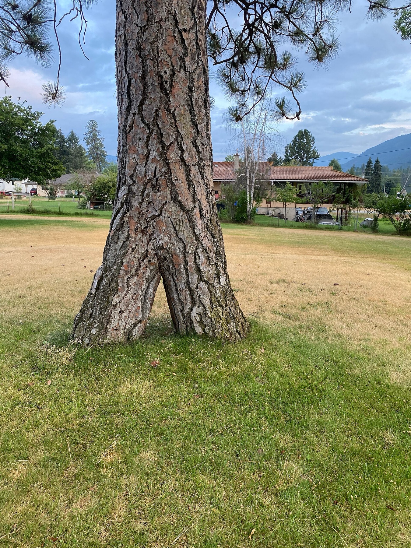 Ponderosa Pine — photo 6