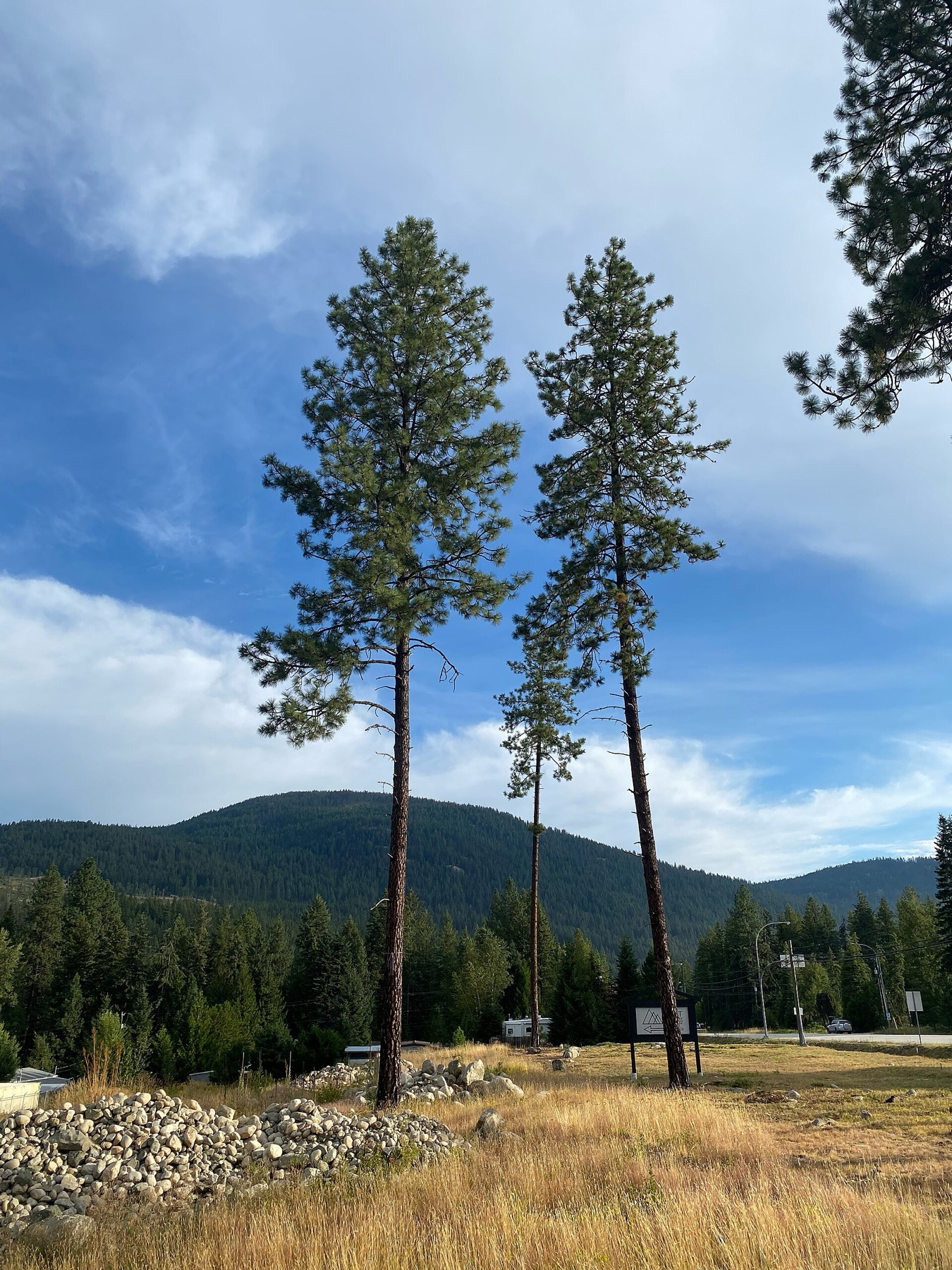Ponderosa Pine — photo 7