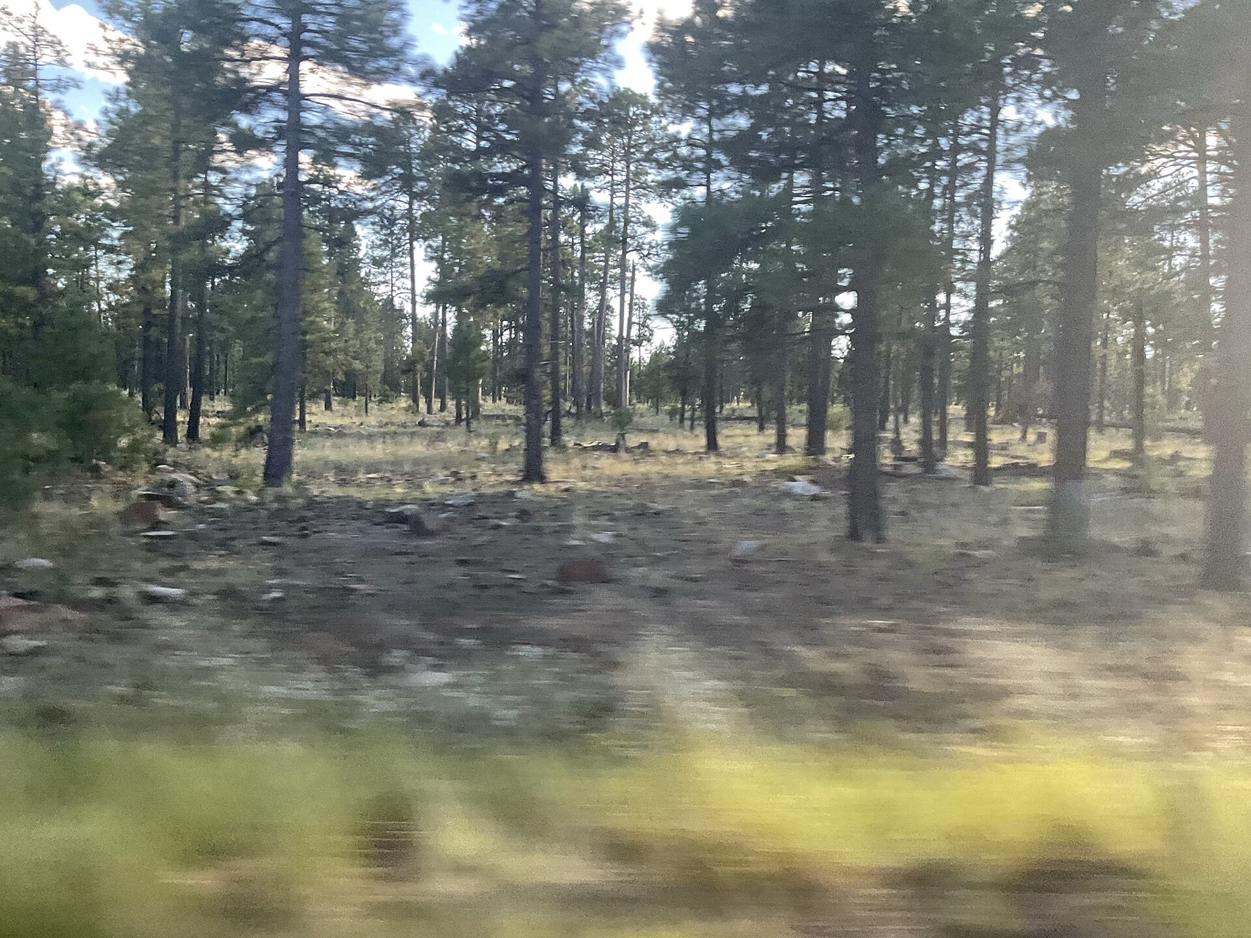 Ponderosa Pine — photo 8