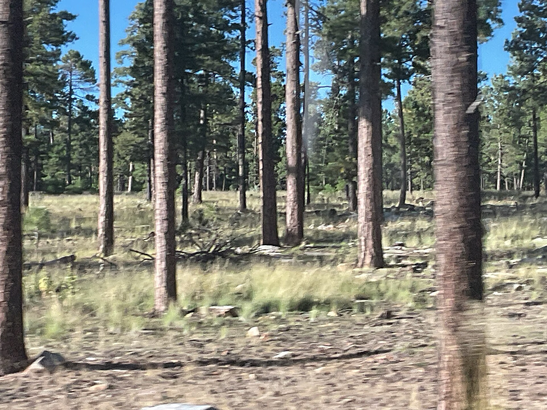 Ponderosa Pine — photo 9