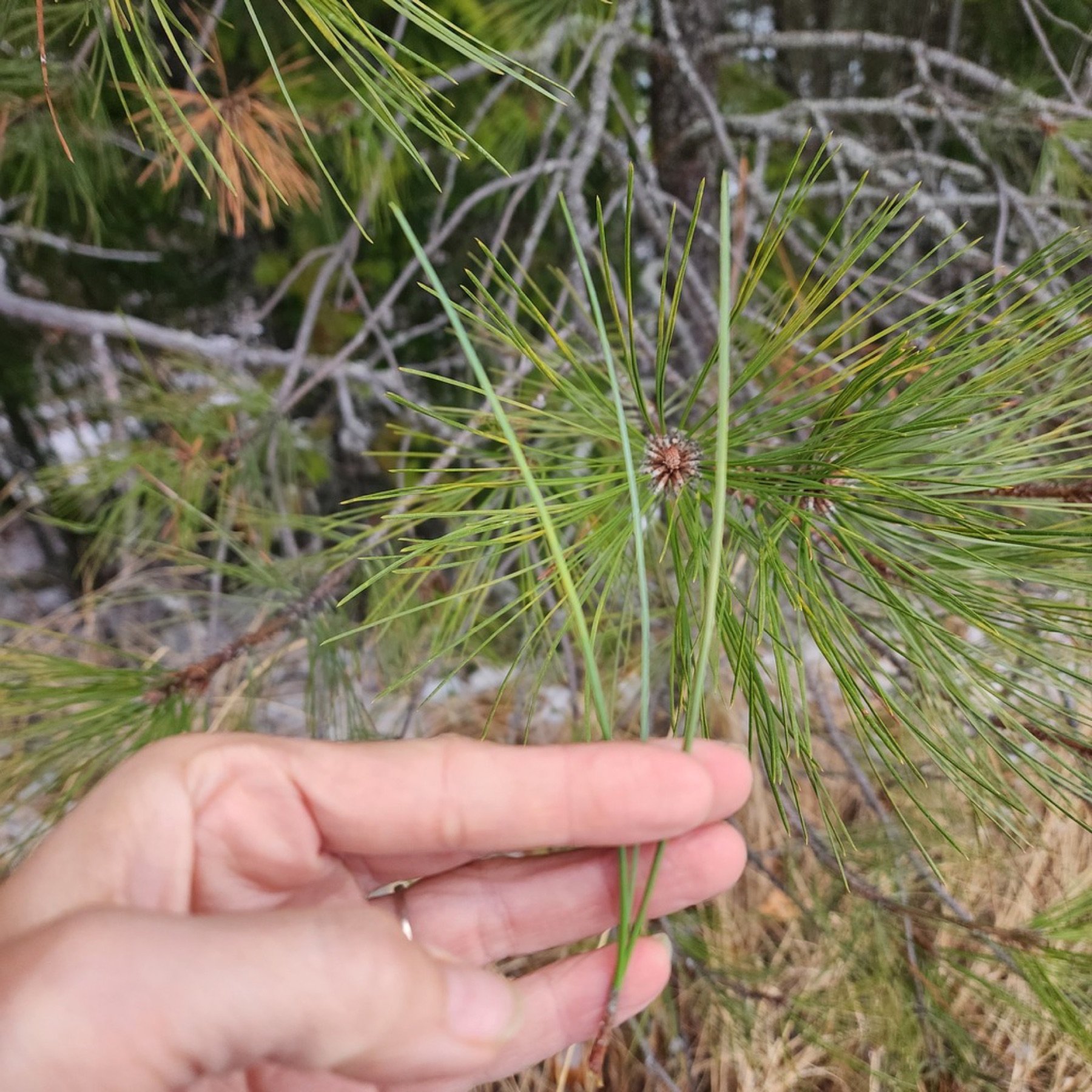 Ponderosa Pine — photo 12