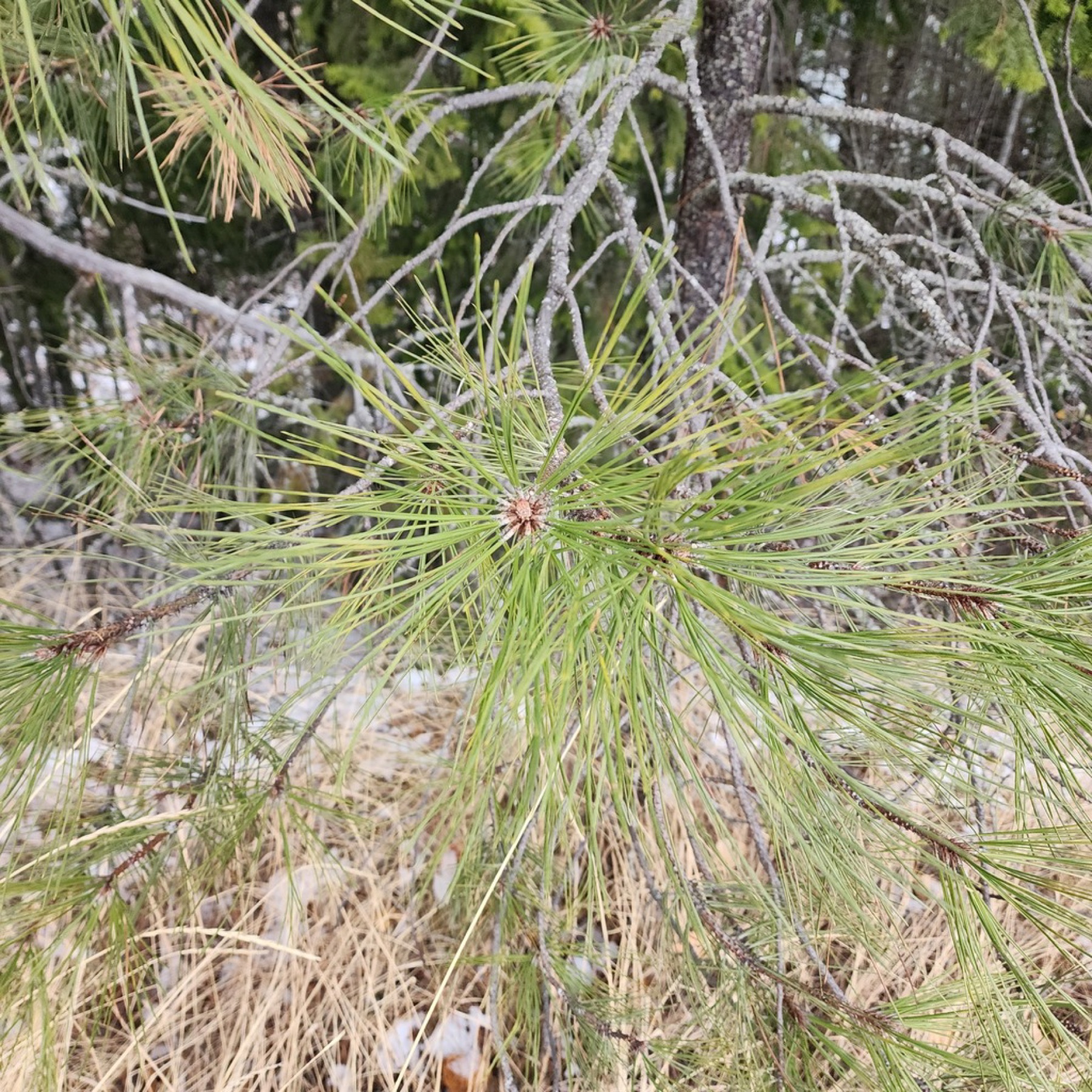 Ponderosa Pine — photo 13