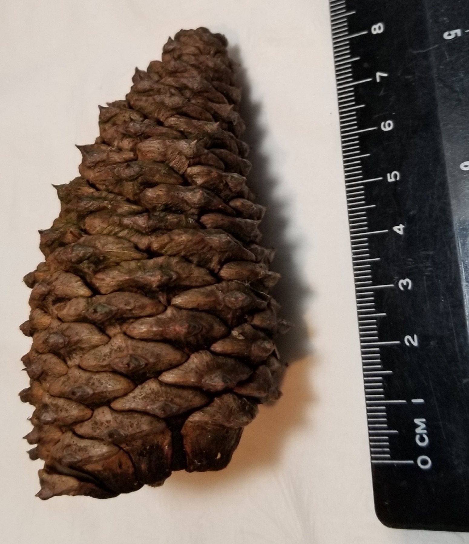 Ponderosa Pine — photo 14