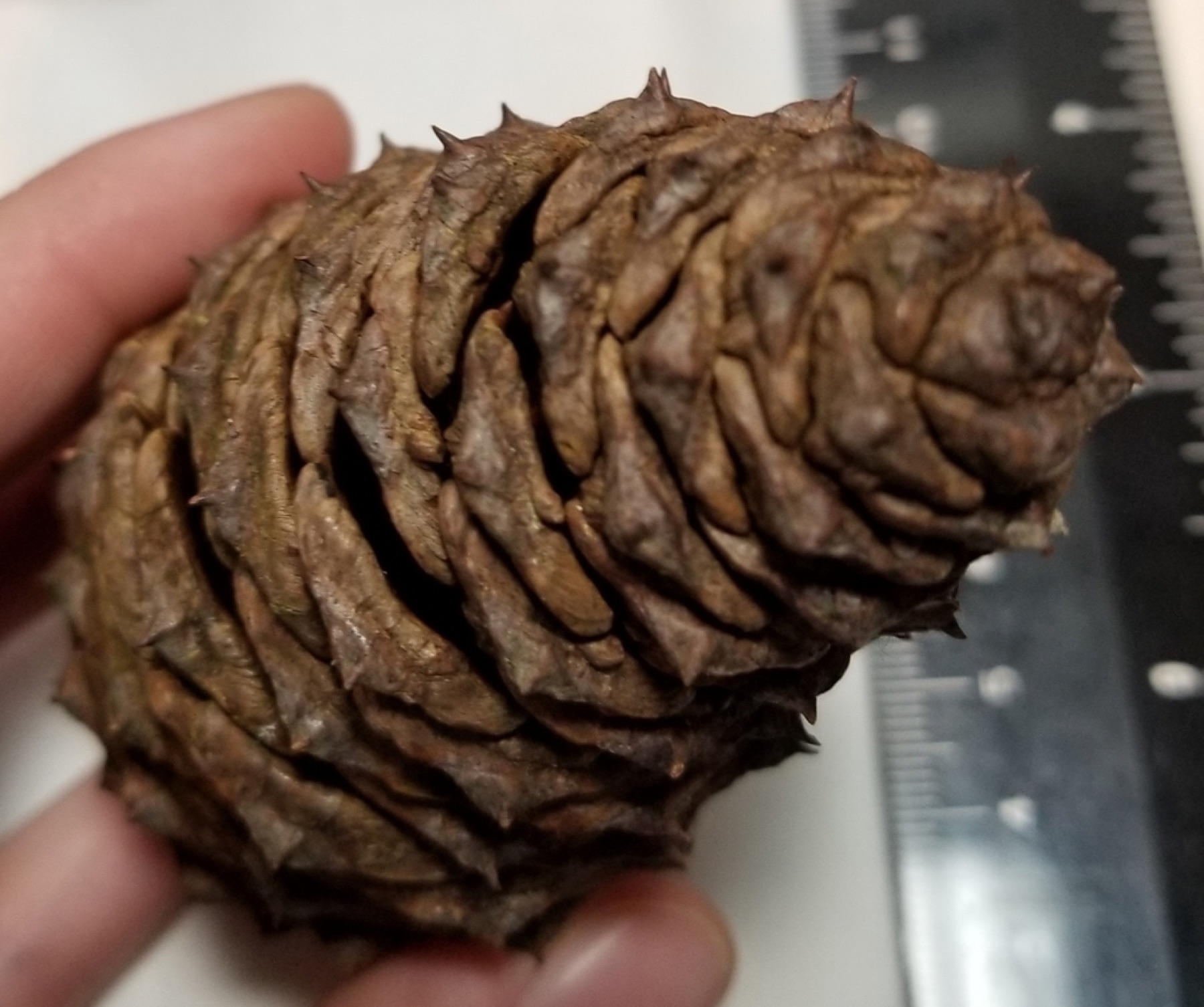 Ponderosa Pine — photo 15