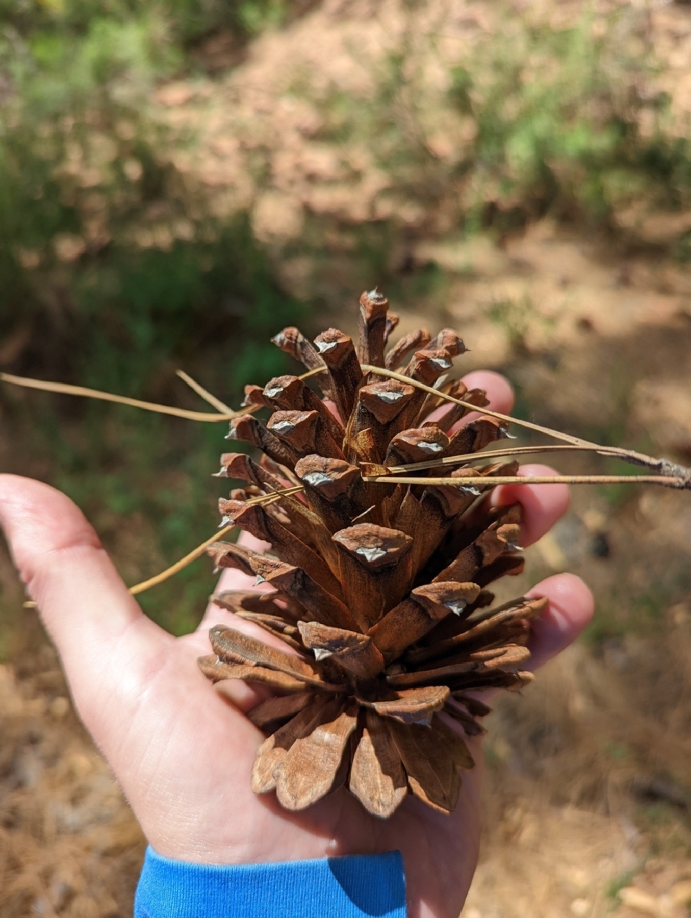 Ponderosa Pine — photo 16