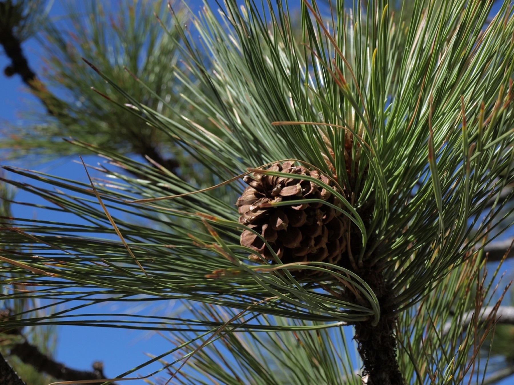 Ponderosa Pine — photo 17