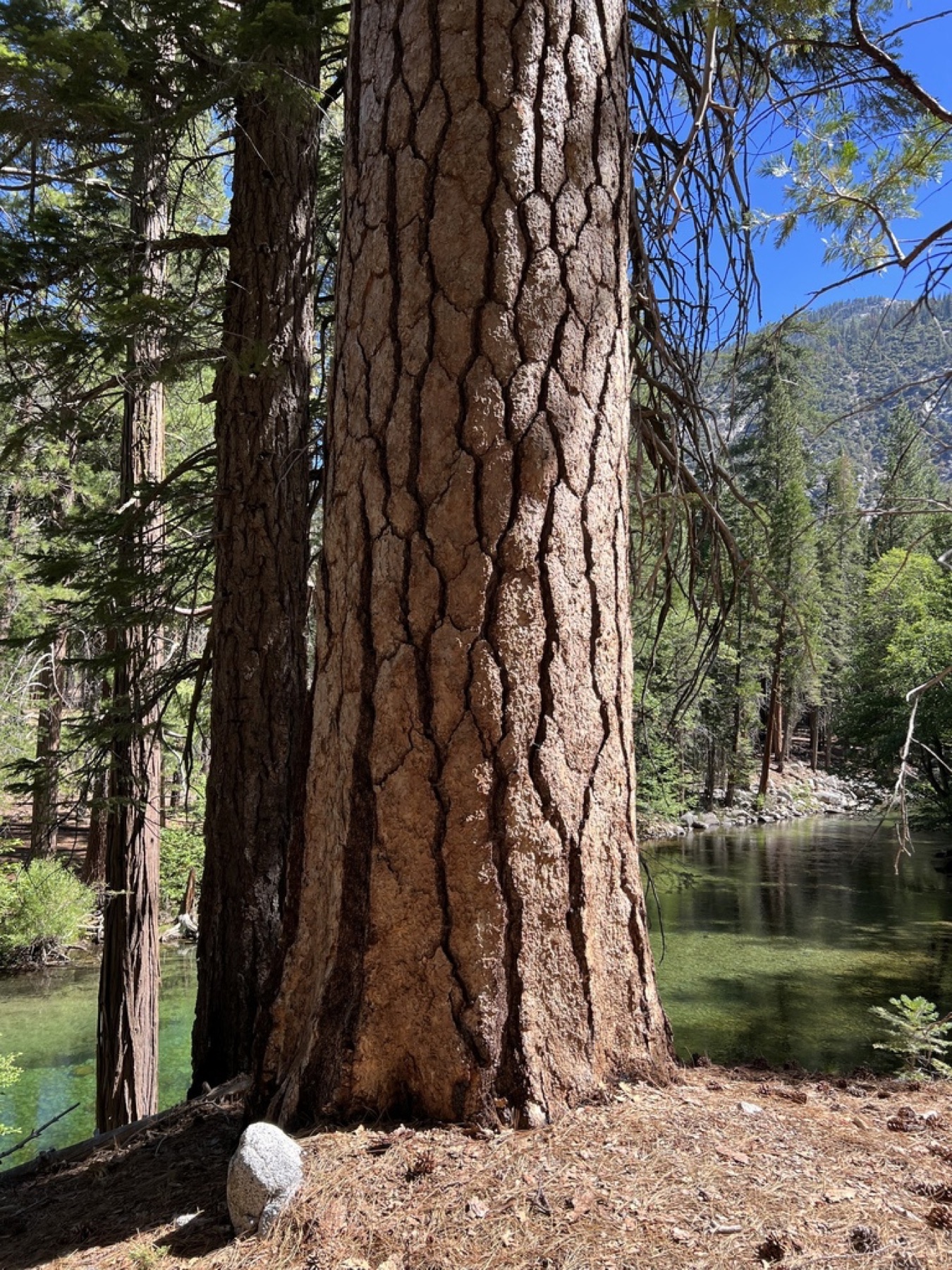 Ponderosa Pine — photo 18