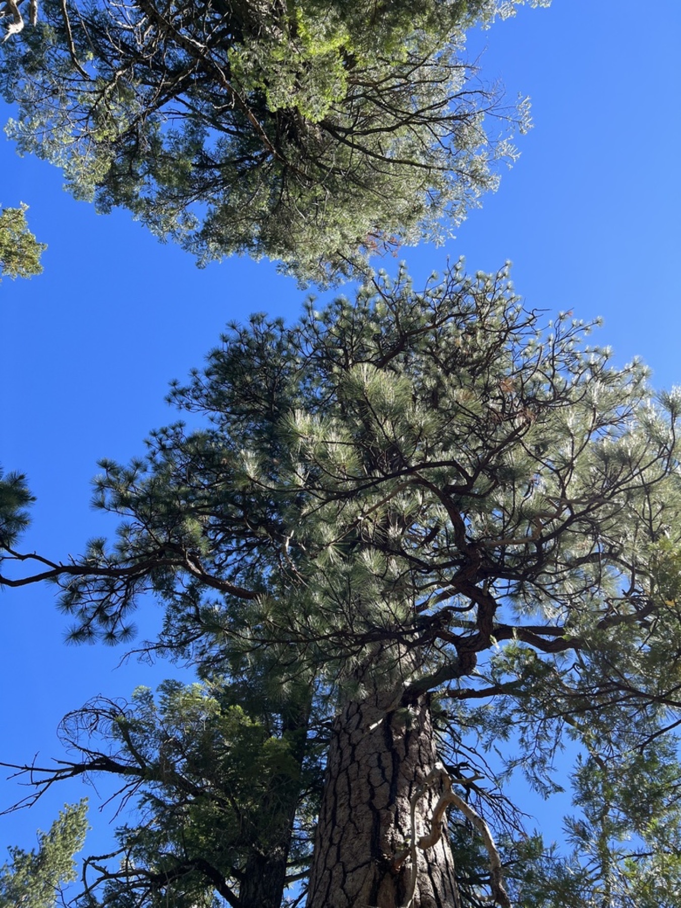 Ponderosa Pine — photo 19