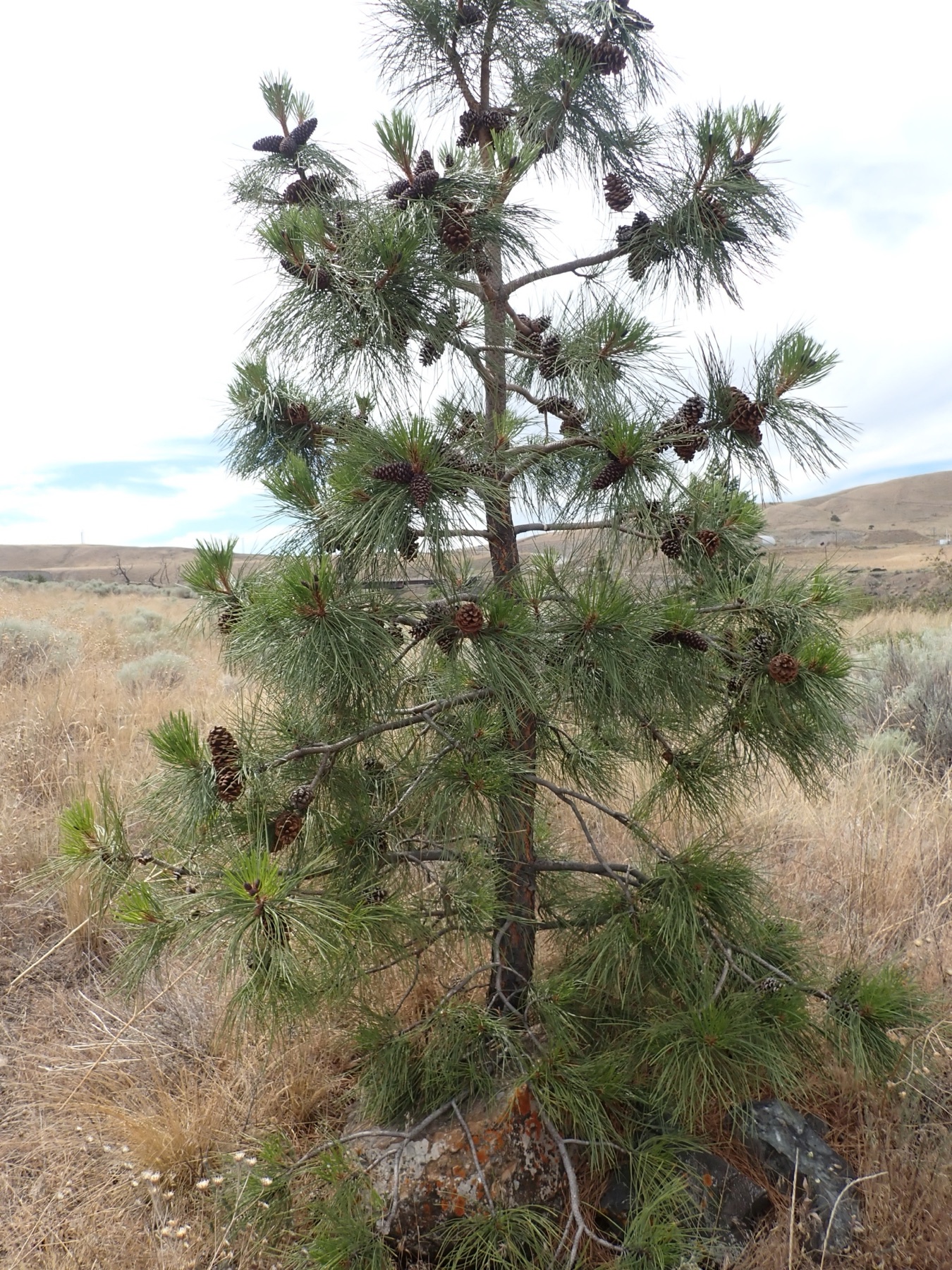 Ponderosa Pine — photo 20