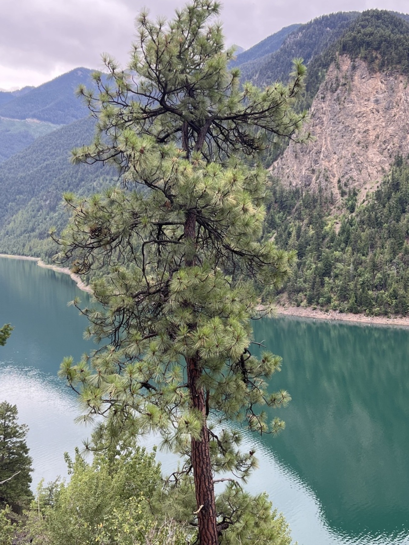 Ponderosa Pine — photo 21