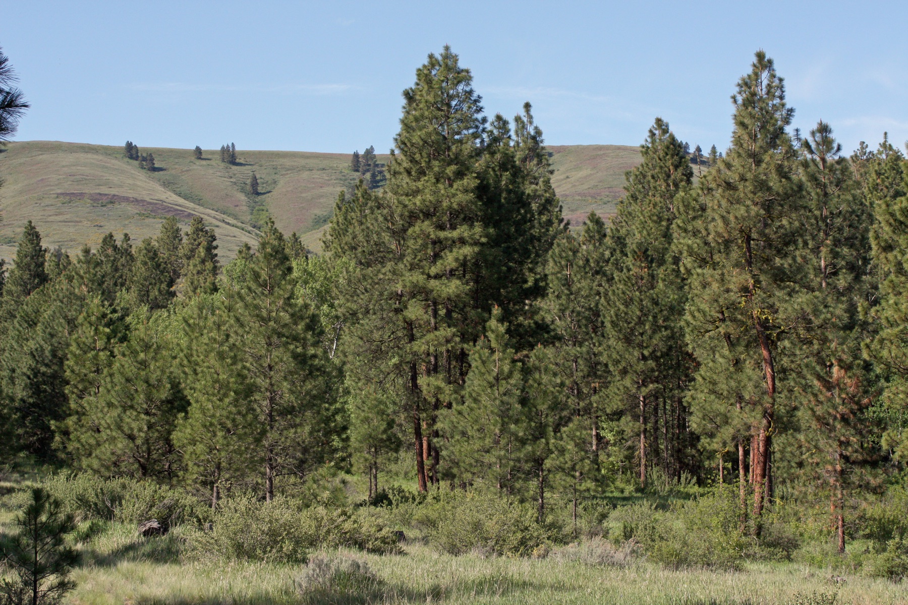 Ponderosa Pine — photo 22