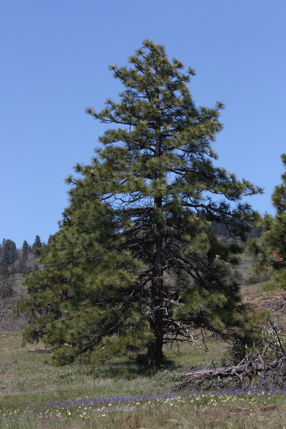 Ponderosa Pine — photo 23
