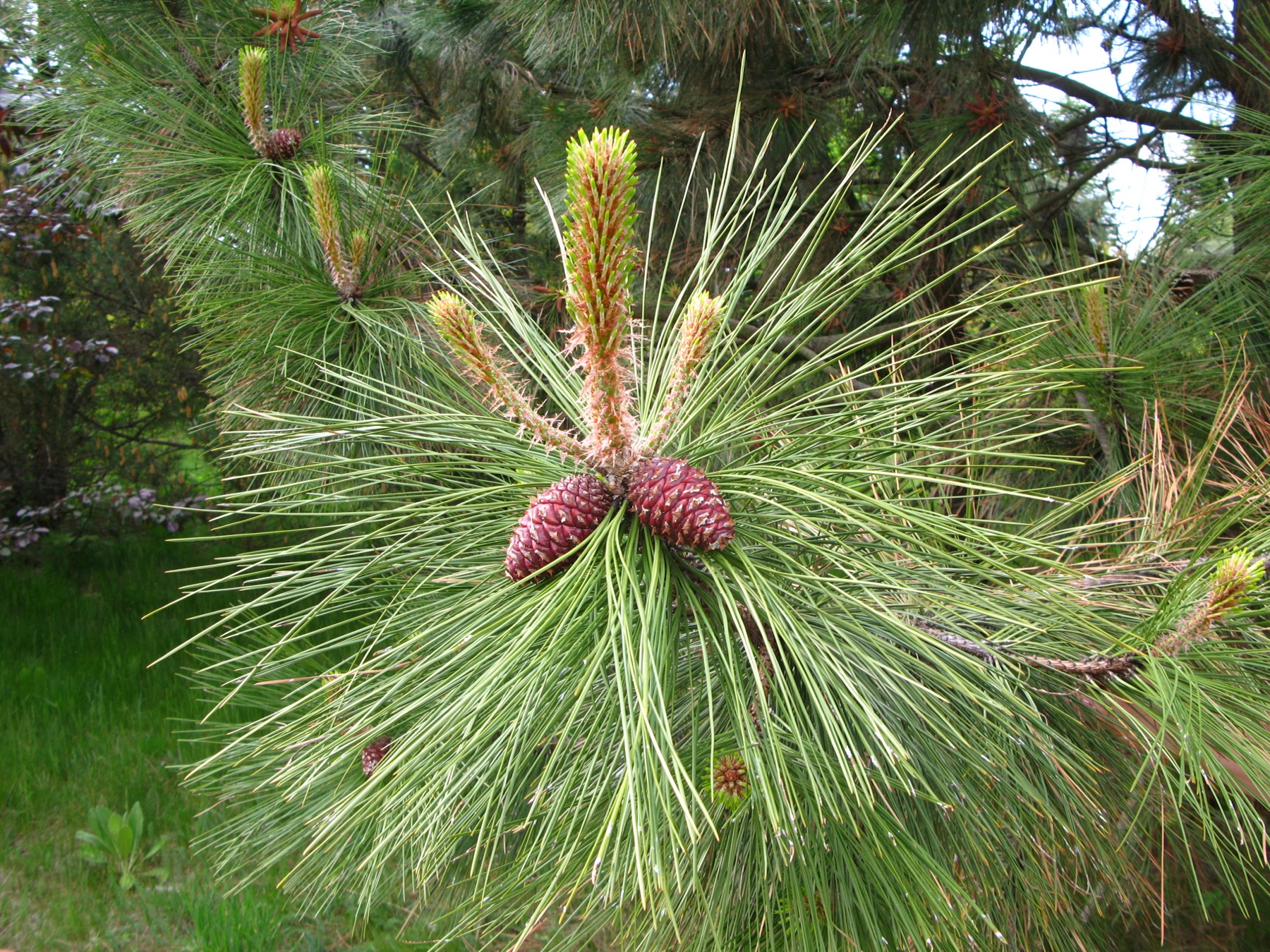 Ponderosa Pine — photo 24