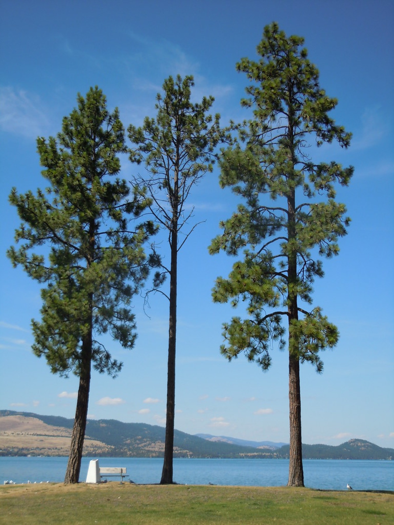 Ponderosa Pine — photo 2