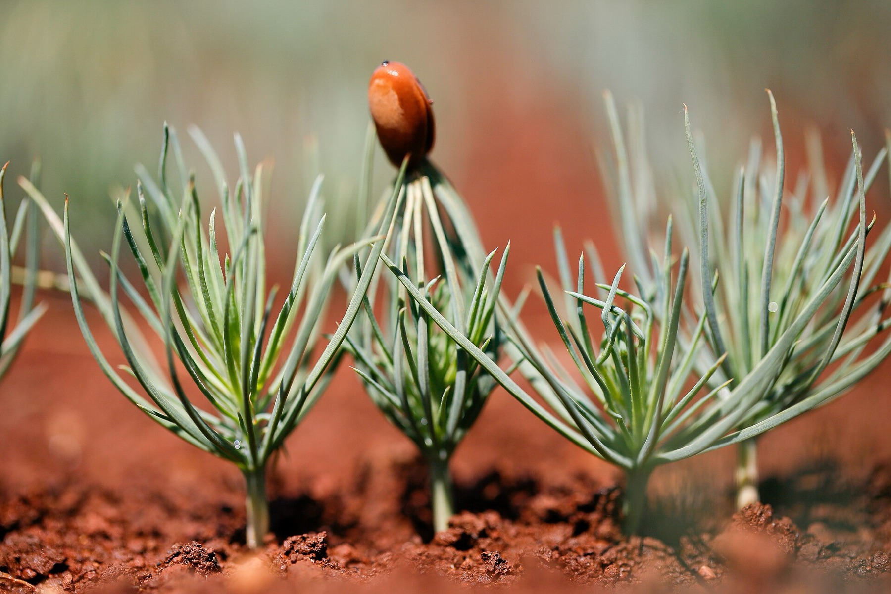 Ponderosa Pine — photo 4