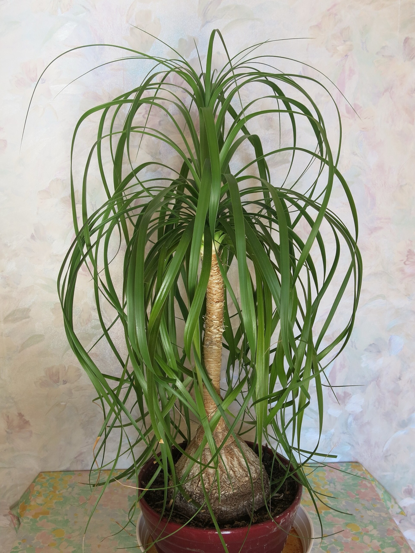 Ponytail Palm — photo 6