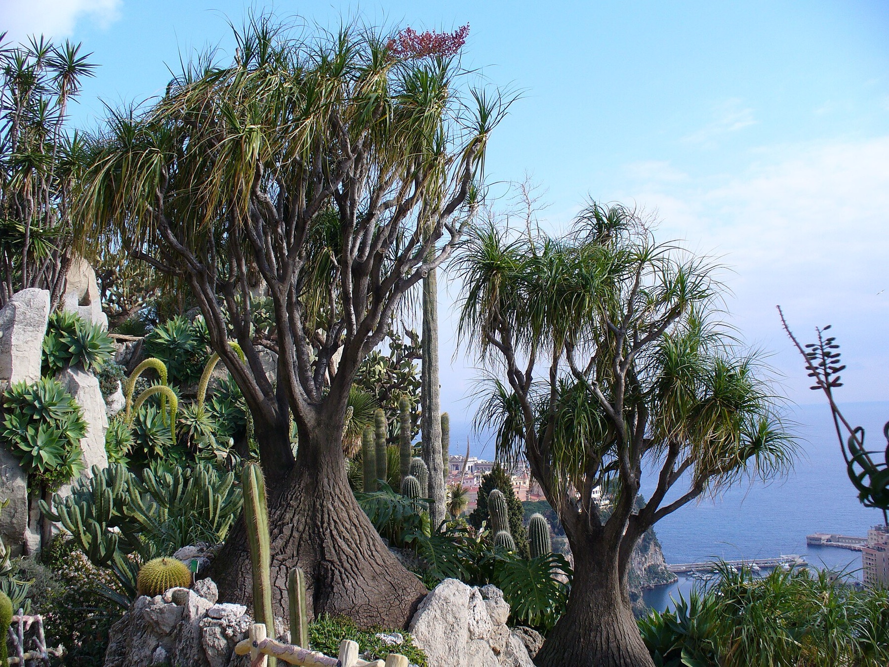 Ponytail Palm — photo 7