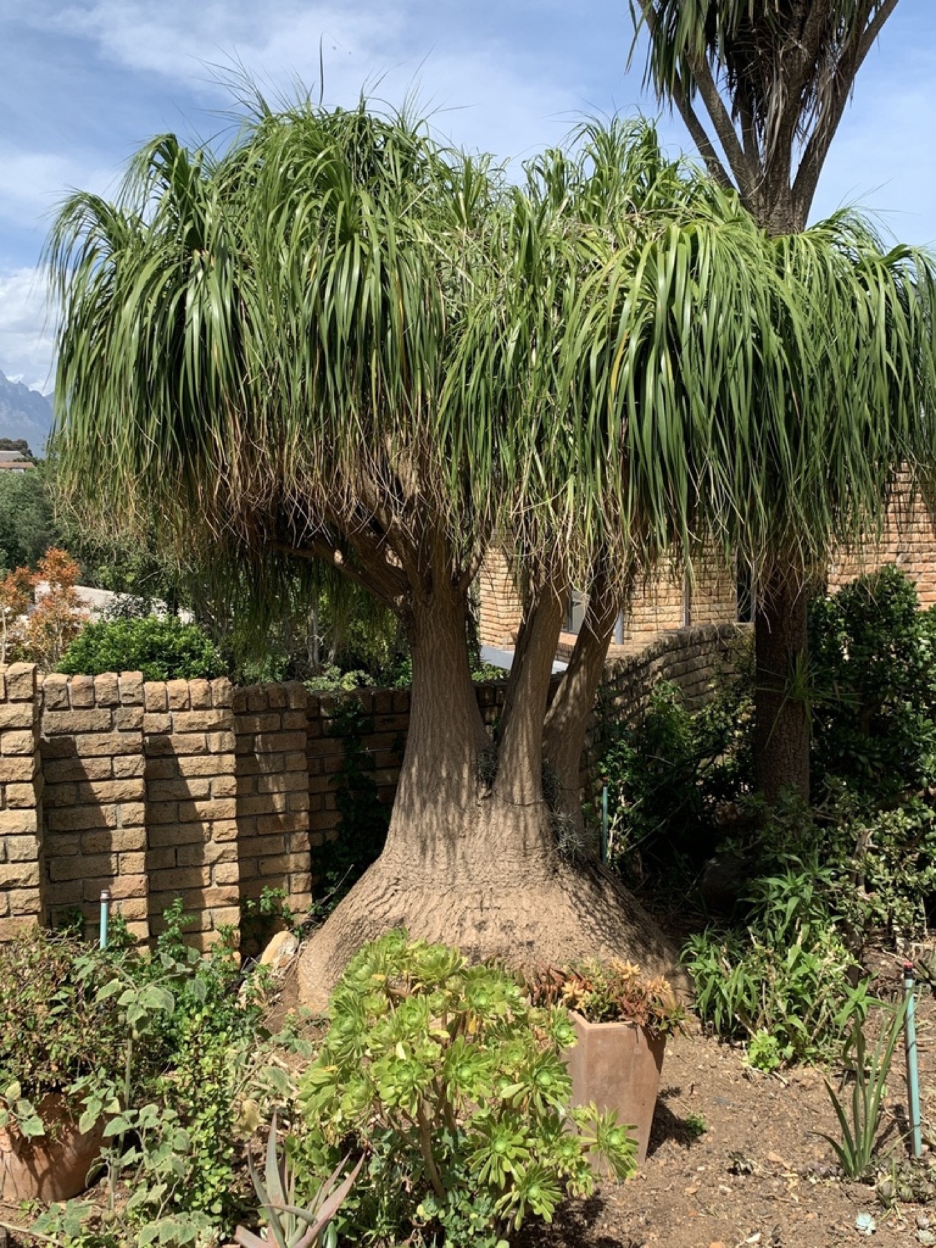 Ponytail Palm — photo 8