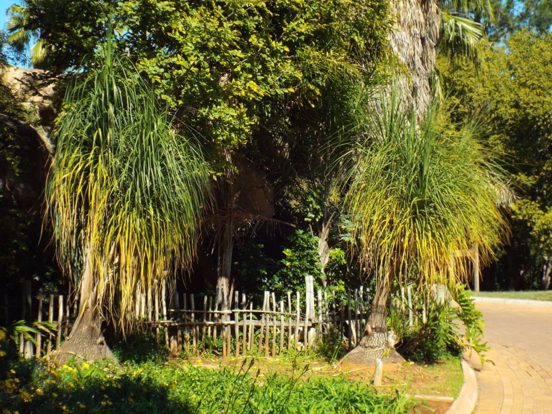 Ponytail Palm — photo 9
