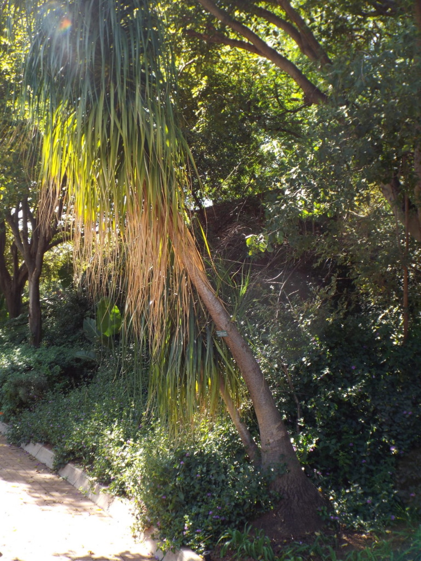 Ponytail Palm — photo 10