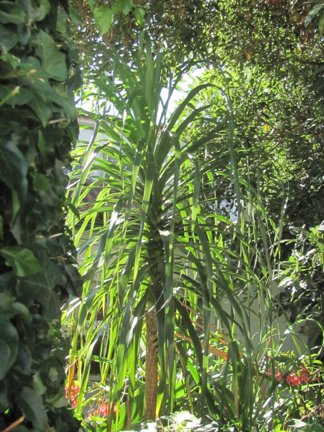 Ponytail Palm — photo 11