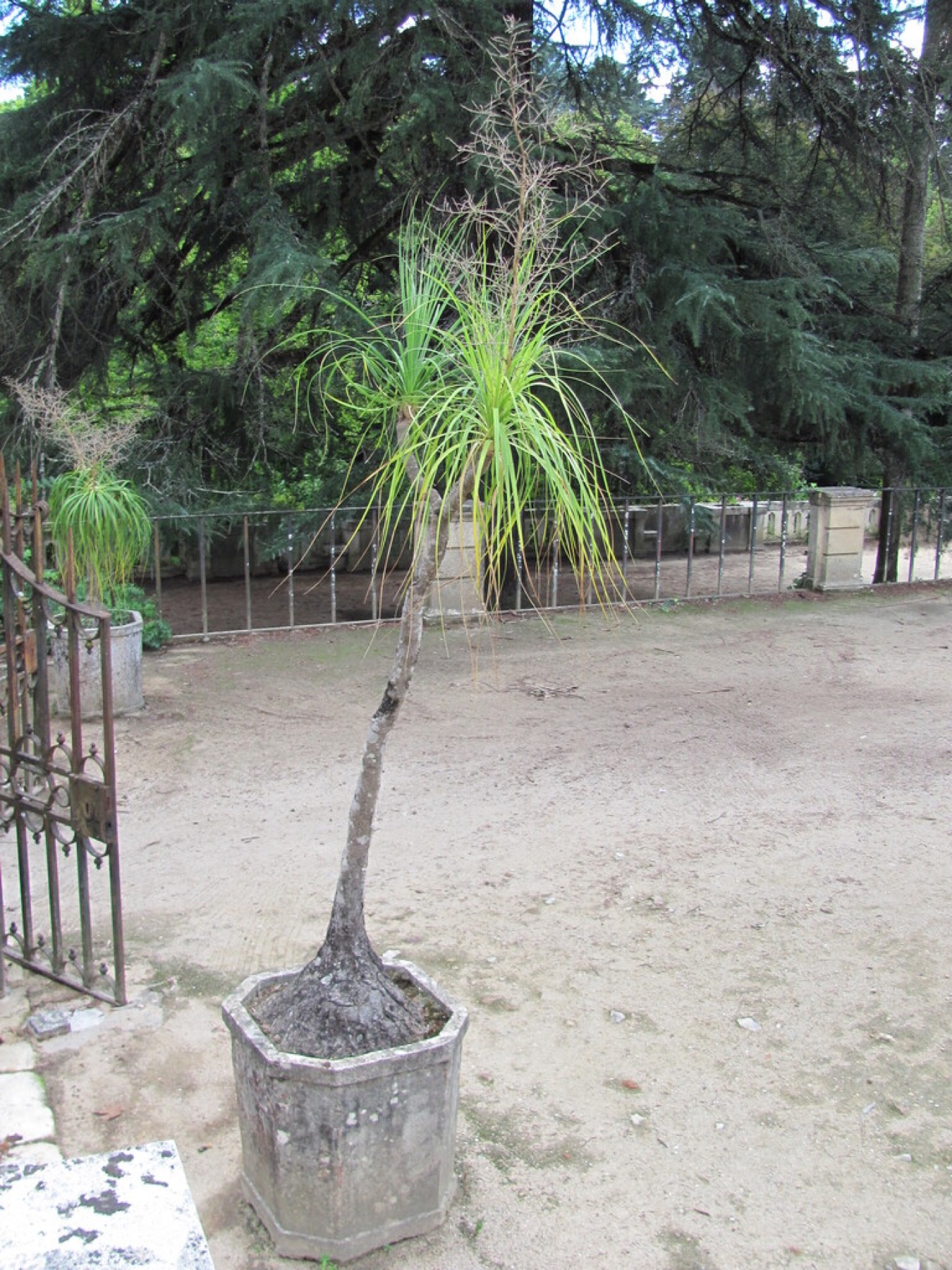 Ponytail Palm — photo 12